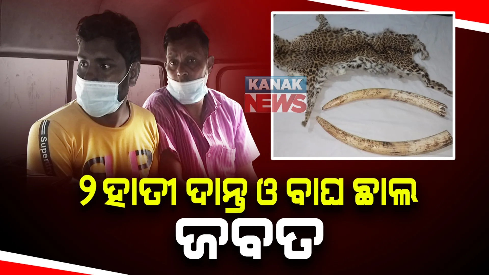 କେନ୍ଦୁଝରରୁ ୨ ହାତୀ ଦାନ୍ତ ଓ ବାଘ ଛାଲ ଜବତ : ଗ୍ରାହକ ବେଶରେ ଯାଇ ୩ ଜଣଙ୍କୁ ଗିରଫ କଲା କ୍ରାଇମବ୍ରାଂଚ ଏସଟିଏଫ