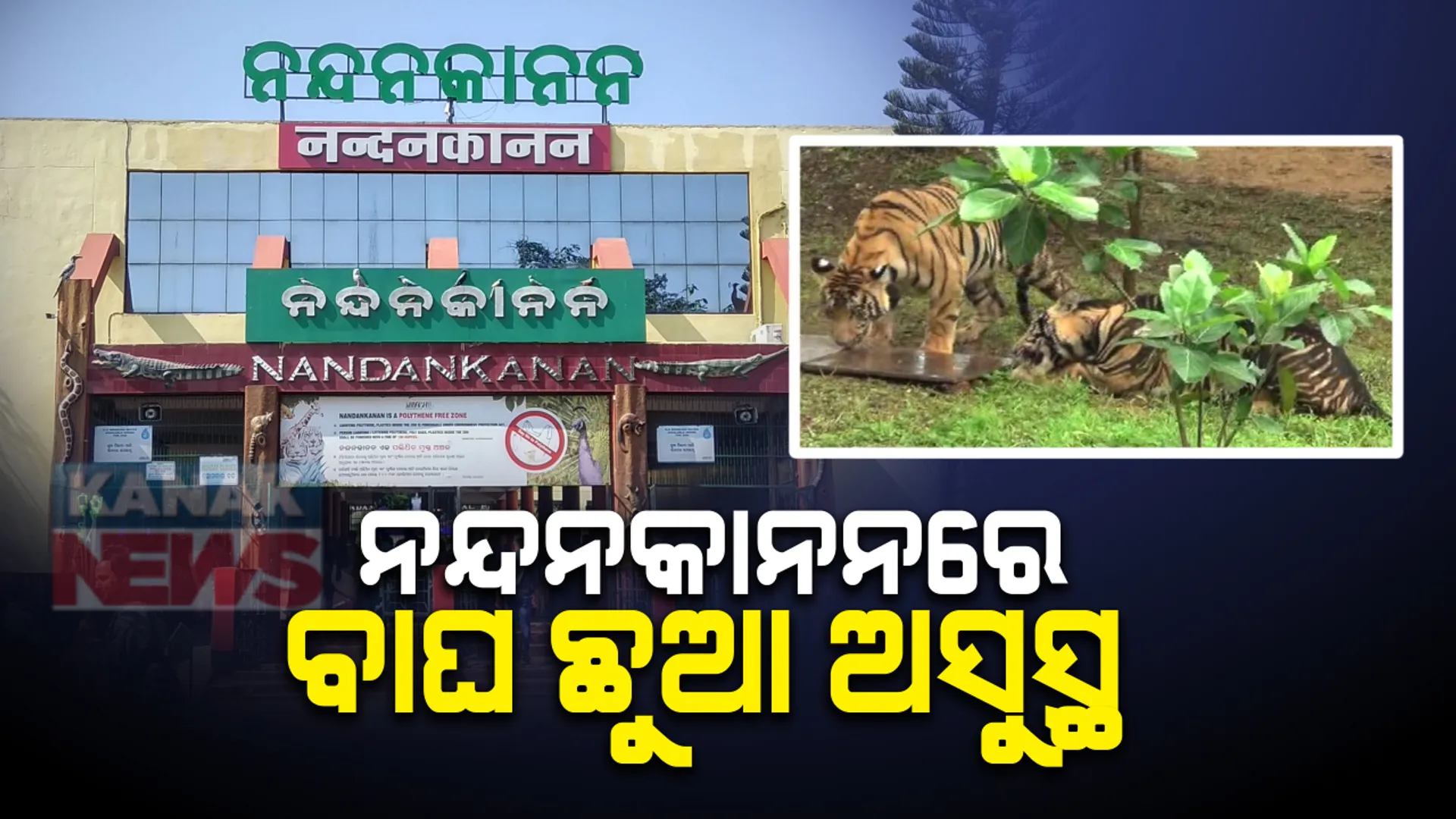 ନନ୍ଦନକାନନରେ ବାଘ ଛୁଆ ଲବ-କୁଶ ଅସୁସ୍ଥ । କାମଦେଉନି ସ୍ଥାନୀୟ ଡାକ୍ତରଙ୍କ ଚିକିତ୍ସା, ରାଜ୍ୟ ବାହାରର ବିଶେଷଜ୍ଞଙ୍କ ସହାୟତା ଲୋଡିଲେ ନନ୍ଦନକାନନ କର୍ତ୍ତୃପକ୍ଷ