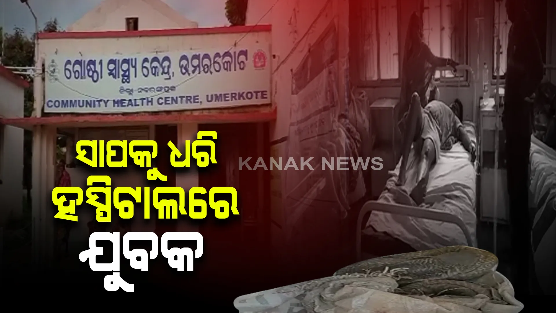 ନବରଙ୍ଗପୁର ଉମରକୋଟରେ ଯୁବକଙ୍କୁ କାମୁଡି ଦେଲା ନାଗ ସାପ : କ୍ଷେତରୁ ସାପକୁ କାବୁ କରି ସାଙ୍ଗରେ ନେଇ ଆସିଲେ ହସ୍ପିଟାଲ