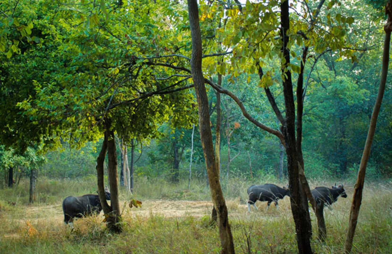 ପାଣିପାଗର ଅସ୍ବାଭାବିକ ପରିବର୍ତ୍ତନ : ଜଂଗଲରେ ଜଳକଷ୍ଟ: ବନ୍ୟପ୍ରାଣୀ ଛଟପଟ