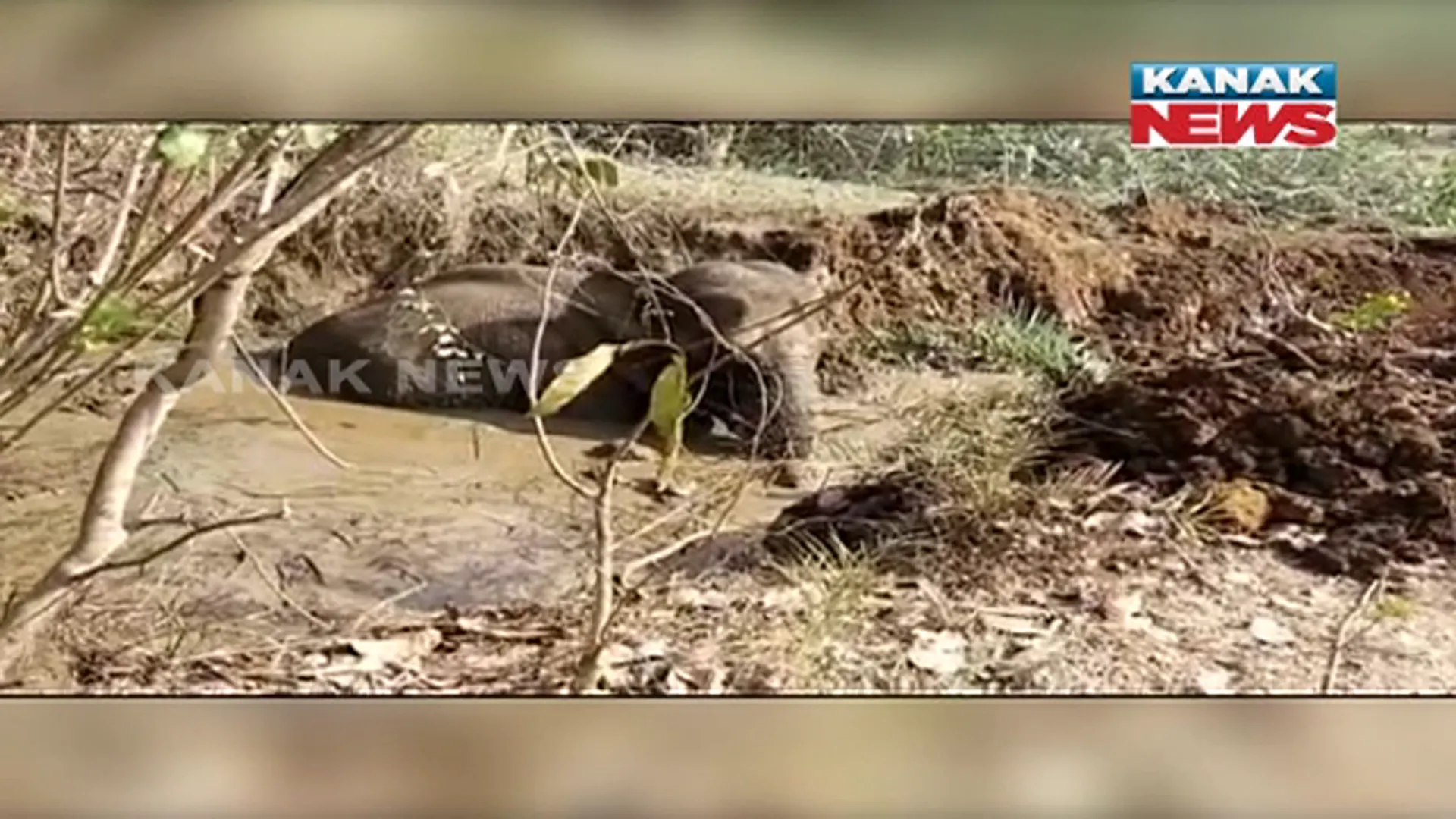 ଗାତ ଭିତରେ ଖସିପଡିଥିଲା ବଣୁଆ ହାତୀ : ଜେସିବି ଲଗାଇ ଗାତରୁ ହାତୀକୁ ଉଦ୍ଧାର କଲା ବନ ବିଭାଗ