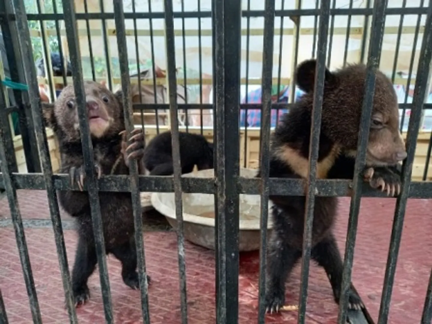 ରାଜଧାନୀ ଉପକଣ୍ଠରେ ଭାଲୁ : ଭୁବନେଶ୍ୱର ଉପକଣ୍ଠ ପିତାପଲ୍ଲୀ ନିକଟରୁ ୫ ଭାଲୁଛୁଆ ଉଦ୍ଧାର