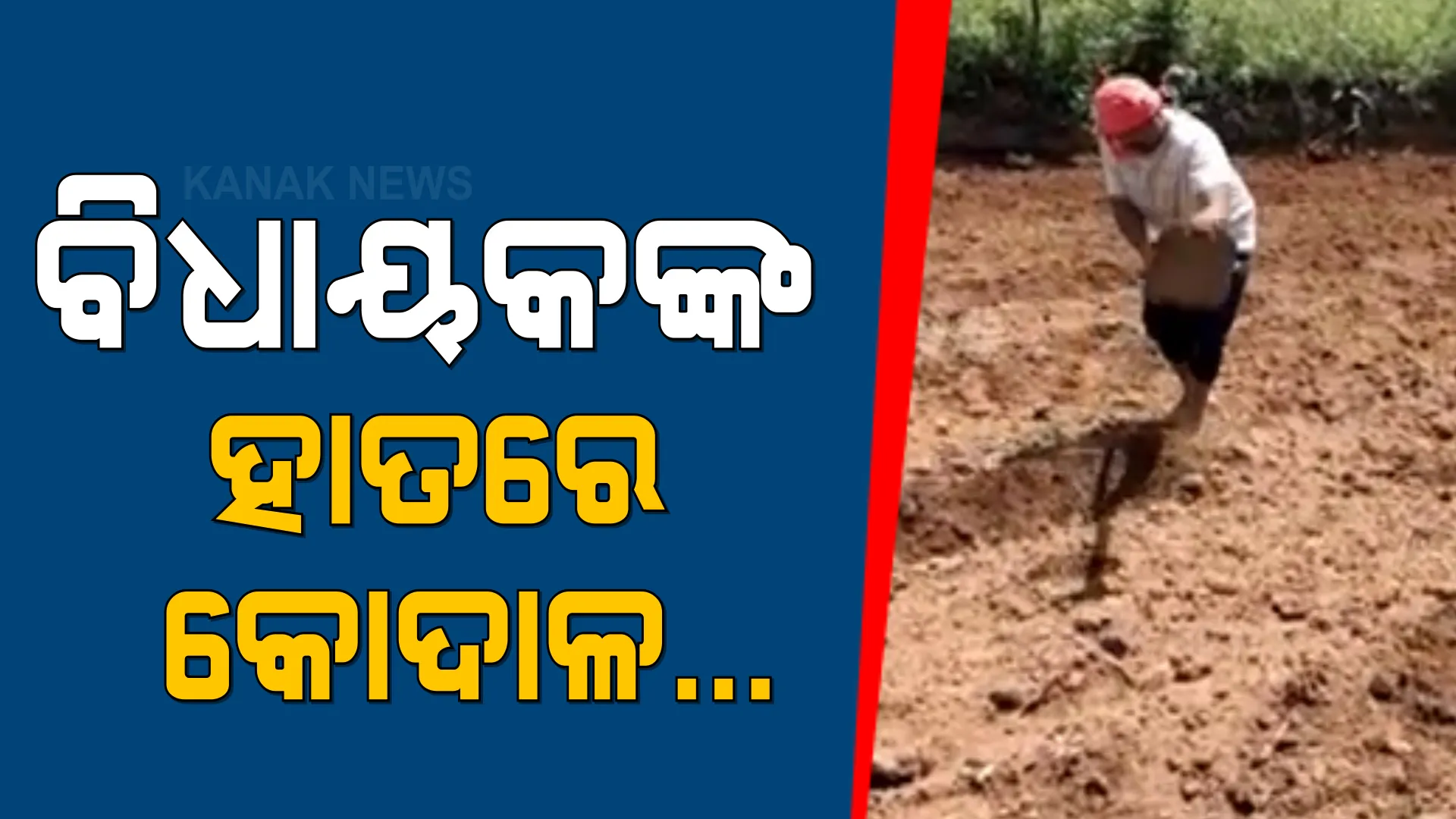 କ୍ଷେତରେ କାମ କଲେ ପଟ୍ଟାଙ୍ଗି ବିଧାୟକ ପ୍ରୀତମ ପାଢୀ  : ମୁଣ୍ଡରେ ପଗଡି...ହାତରେ କୋଦାଳ..ବିଧାୟକଙ୍କ ଚାଷ କାମ 