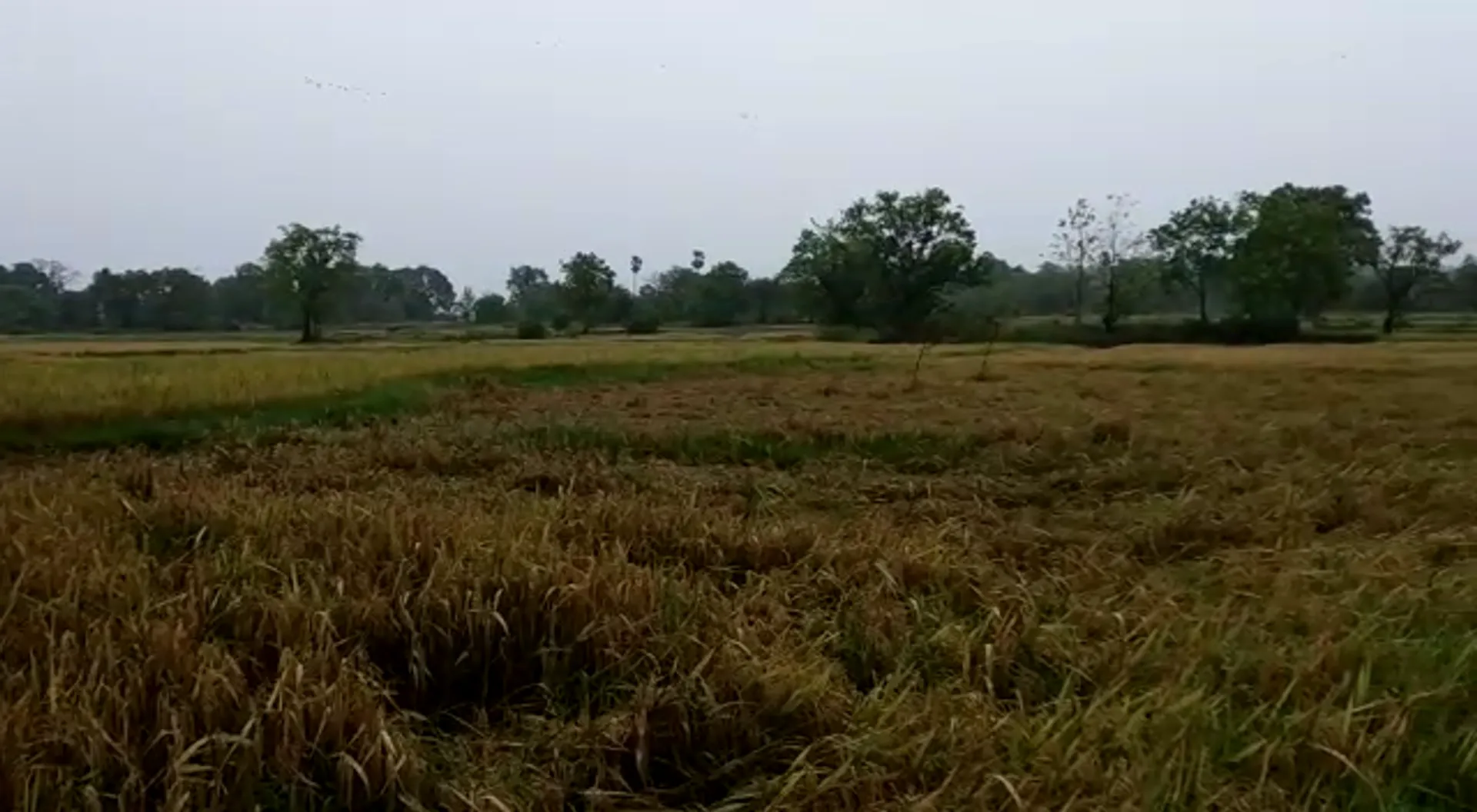 ବାତ୍ୟା ଉଡାଡି ଦେଲା ଫସଲ : ସମ୍ବଲପୁରରୁ ଆସିଲା ଧାନ ଫସଲ ନଷ୍ଟ ହୋଇଥିବାର ଚିତ୍ର