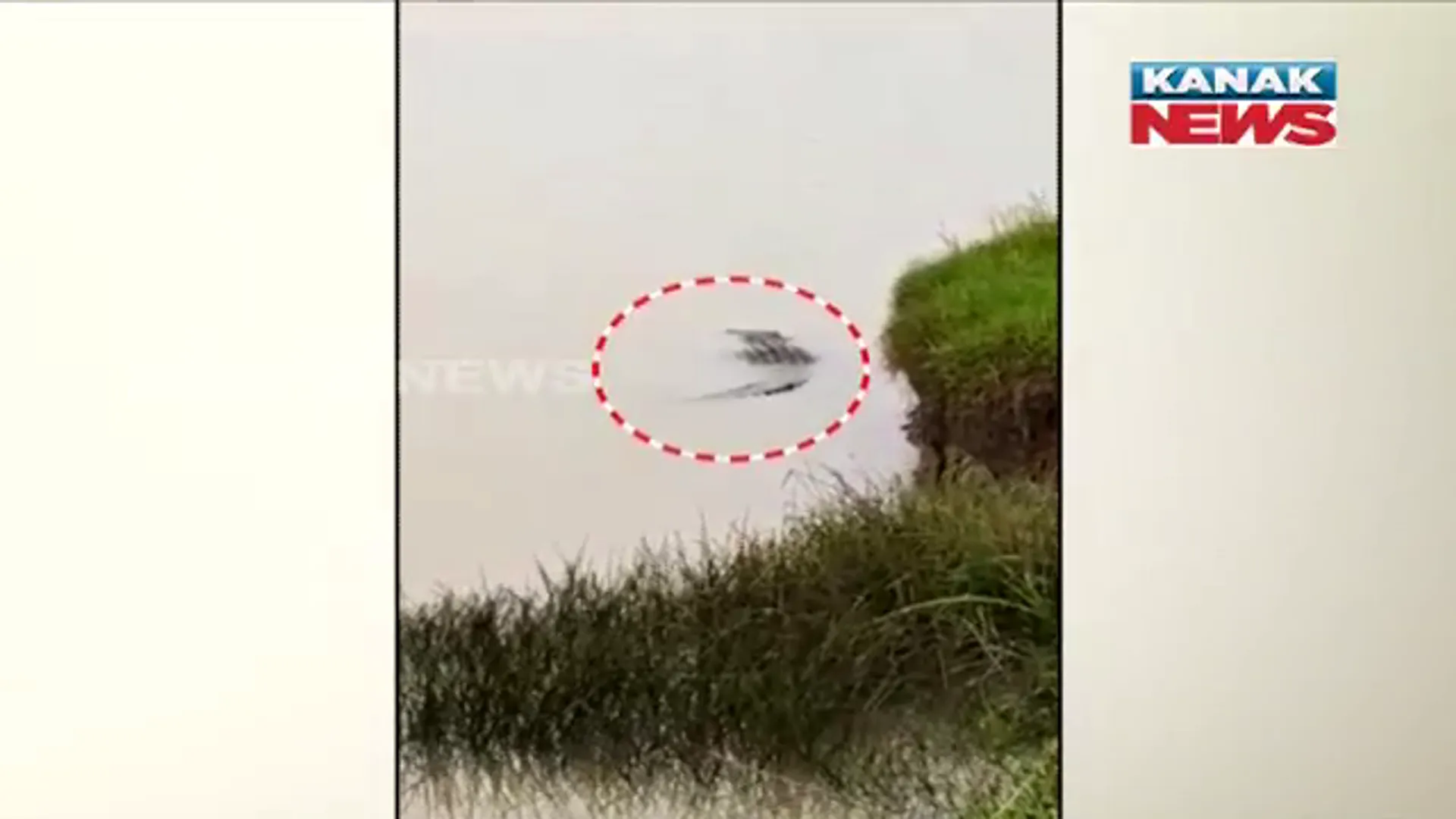 ବାତ୍ୟା ଓ ବନ୍ୟାର ଭୟ ଚାଲିଯିବା ପରେ ଏବେ ଲୋକଙ୍କୁ ଘାରିଛି କୁମ୍ଭୀର ଆତଙ୍କ : ନଦୀ କୂଳରେ ଦେଖିବାକୁ ମିଳିଛି କୁମ୍ଭୀର