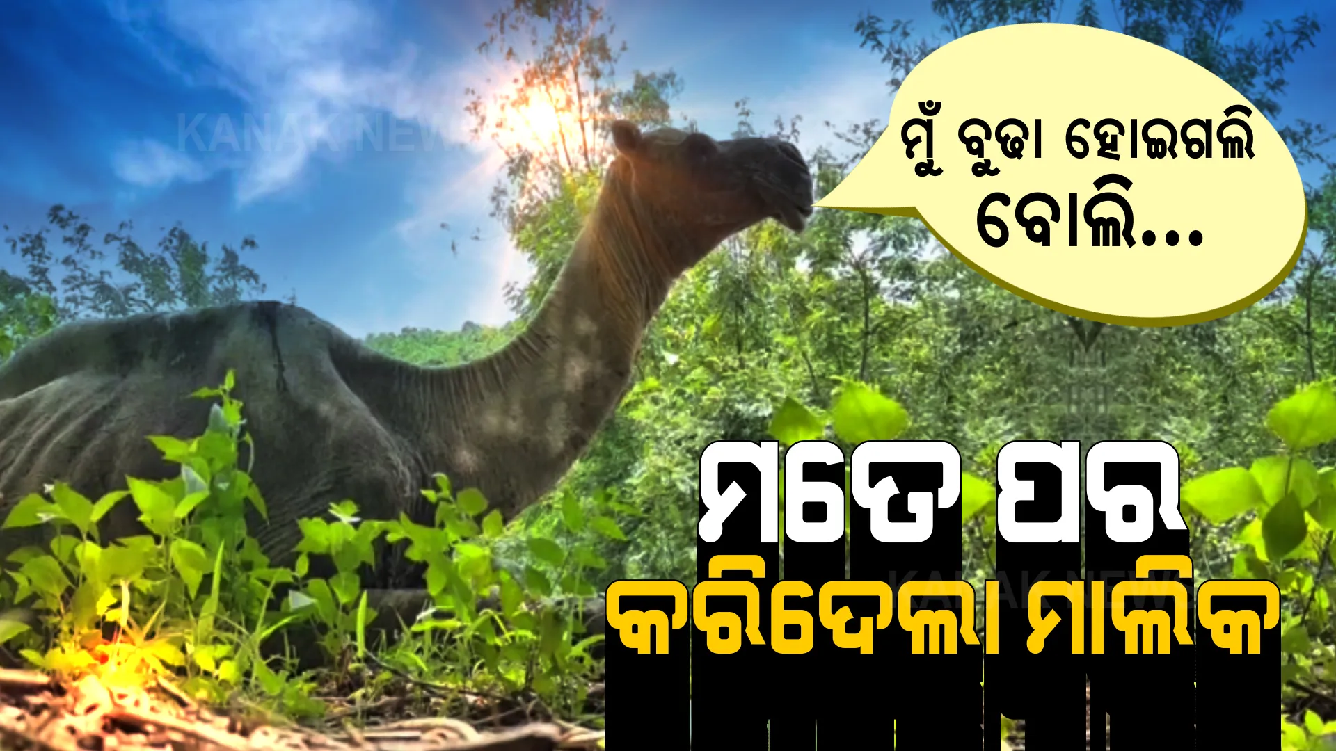 ମୁଁ ବୁଢା ହେଇଗଲି ବୋଲି ପର କରିଦେଲା ମାଲିକ... ଦିନେ ମୋ ପିଠିରେ ବୋଝ ବୋହି ରୋଜଗାର କରୁଥିଲା ମାଲିକ, ଆଜି ବଳ ହଟିଗଲା ବୋଲି ରାସ୍ତା କଡରେ ଛାଡିଦେଲା...