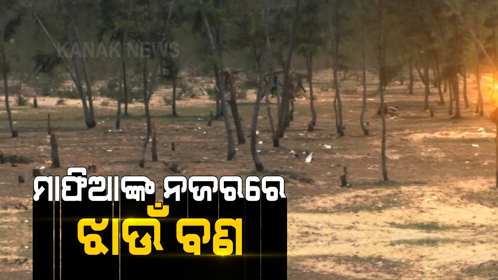 କାଠ ମାଫିଆଙ୍କ କବଜାରେ ସମୁଦ୍ର କୂଳର ଝାଉଁ ଜଙ୍ଗଲ । ବୃକ୍ଷ ଶୁନ୍ୟ ହେଉଛି ପାରାଦୀପର ସମୁଦ୍ର କୂଳବର୍ତ୍ତୀ ଅଞ୍ଚଳ, ଲକଡାଉନ ଓ ସଟଡାଉନର ଫାଇଦା ନେଇ ଲୁଟି ନେଉଛନ୍ତି ଝାଉଁ ବଣ ।