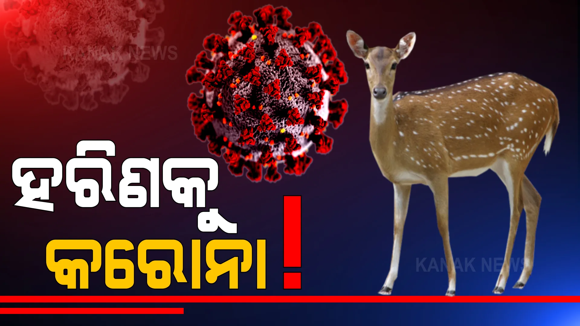 କରୋନାରେ ସଂକ୍ରମିତ ହେଲା ହରିଣ । ଆମେରିକାରୁ ଆସିଲା ପ୍ରଥମ ରିପୋର୍ଟ ।