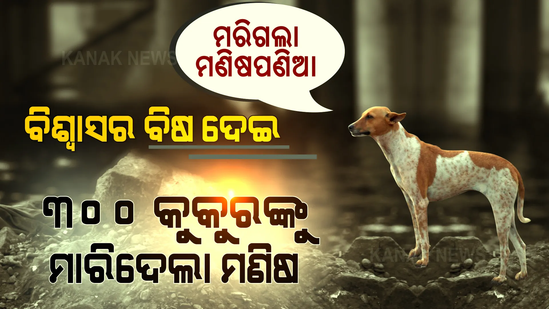 ମରିଗଲା ମଣିଷପଣିଆ । ବିଶ୍ୱାସର ବିଷ ଦେଇ ୩୦୦ କୁକୁରଙ୍କୁ ଜୀବନ ନେଇଗଲା ସୈତାନ ମଣିଷ ।