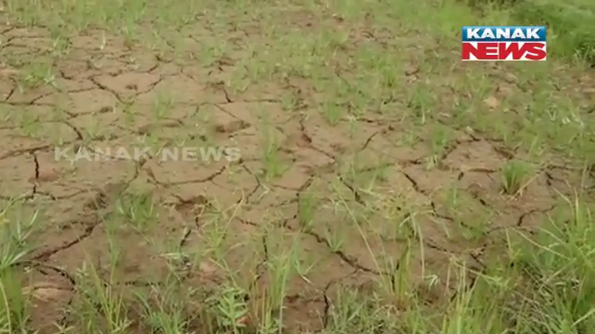 ଯାଜପୁରରେ ଗଜା ମରୁଡି ଆଶଙ୍କା । ବର୍ଷା ଅଭାବରୁ ଫାଟି ଆଁ କରିଛି ତଳେ ଘେରା, ଉଠା ଜଳସେଚନ ପ୍ରକଳ୍ପ କାମ କରୁନଥିବାରୁ ଆଶା ଆଶଙ୍କାରେ ଚାଷୀ ।