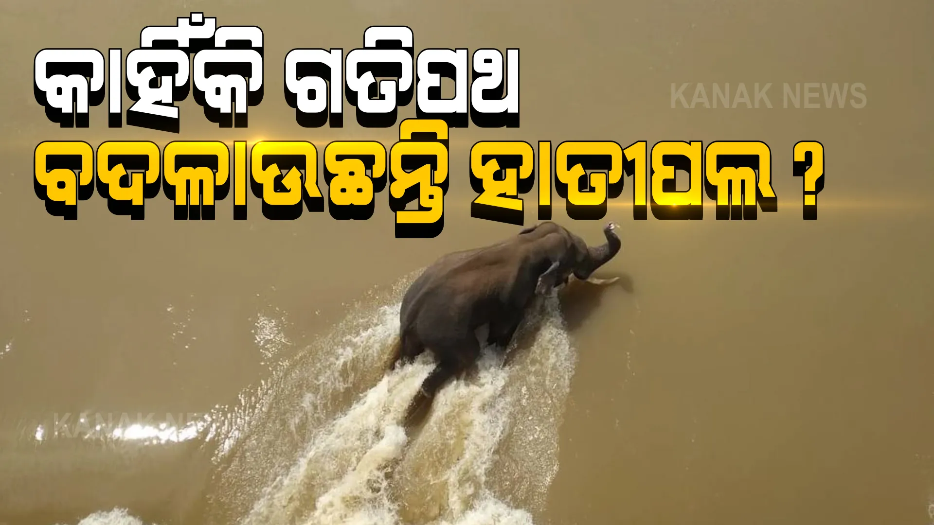 କାହିଁକି ବାରମ୍ବାର ମହାନଦୀ ସ୍ରୋତରେ ଭାସି ଯାଉଛନ୍ତି ହାତୀପଲ ? ଦେବୀ ଦ୍ୱାର ନିକଟରେ ସ୍ଥିତି ପରଖିଲା କନକ ନ୍ୟୁଜ ।