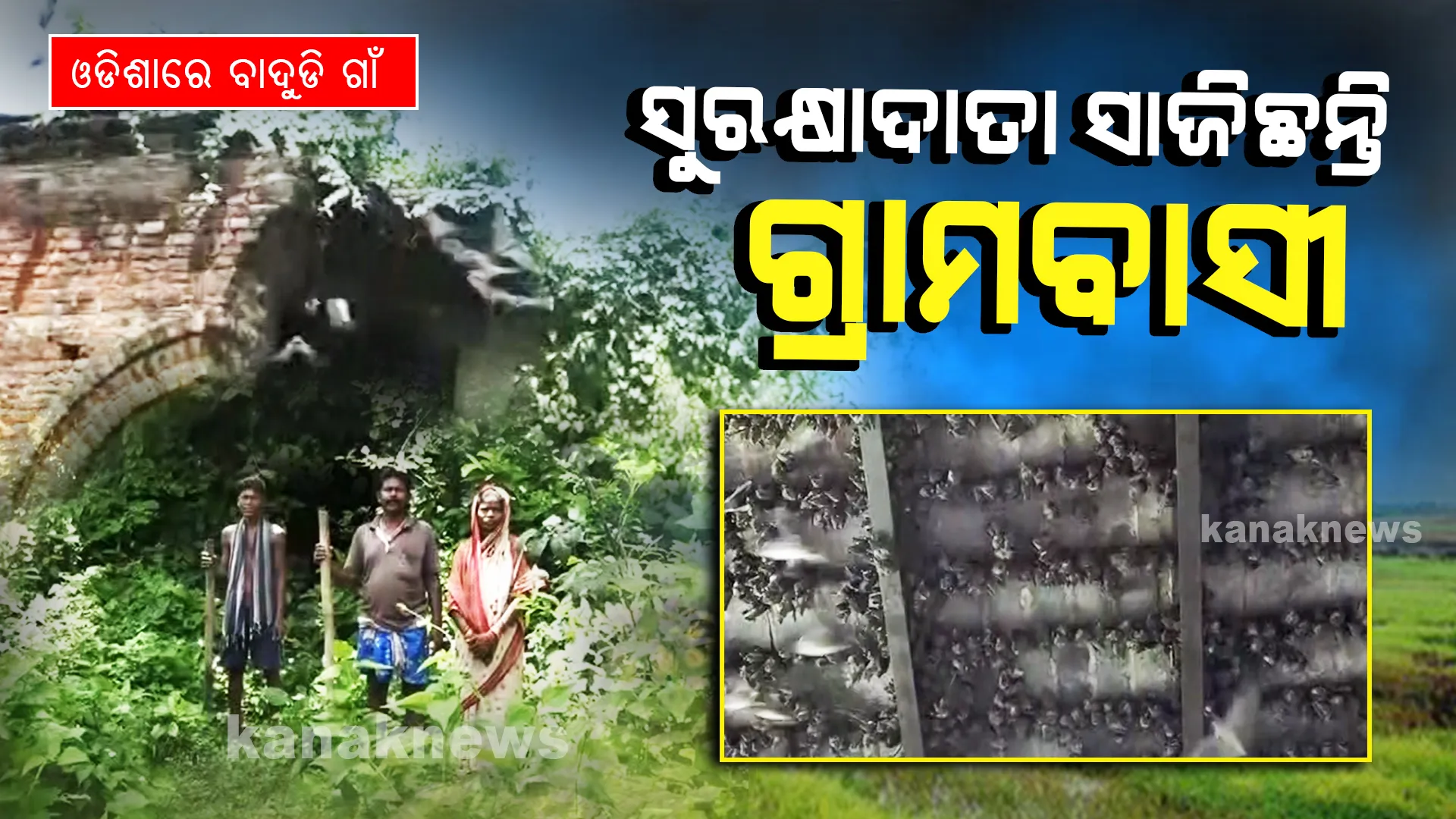 ଓଡିଶାର ଏମିତି ଗାଁ: ଯେଉଁଠି ରୁହନ୍ତି ମାଳମାଳ ବାଦୁଡି, ଦେଖିଲେ ହୋଇଯିବେ ଆଶ୍ଚର୍ଯ୍ୟ