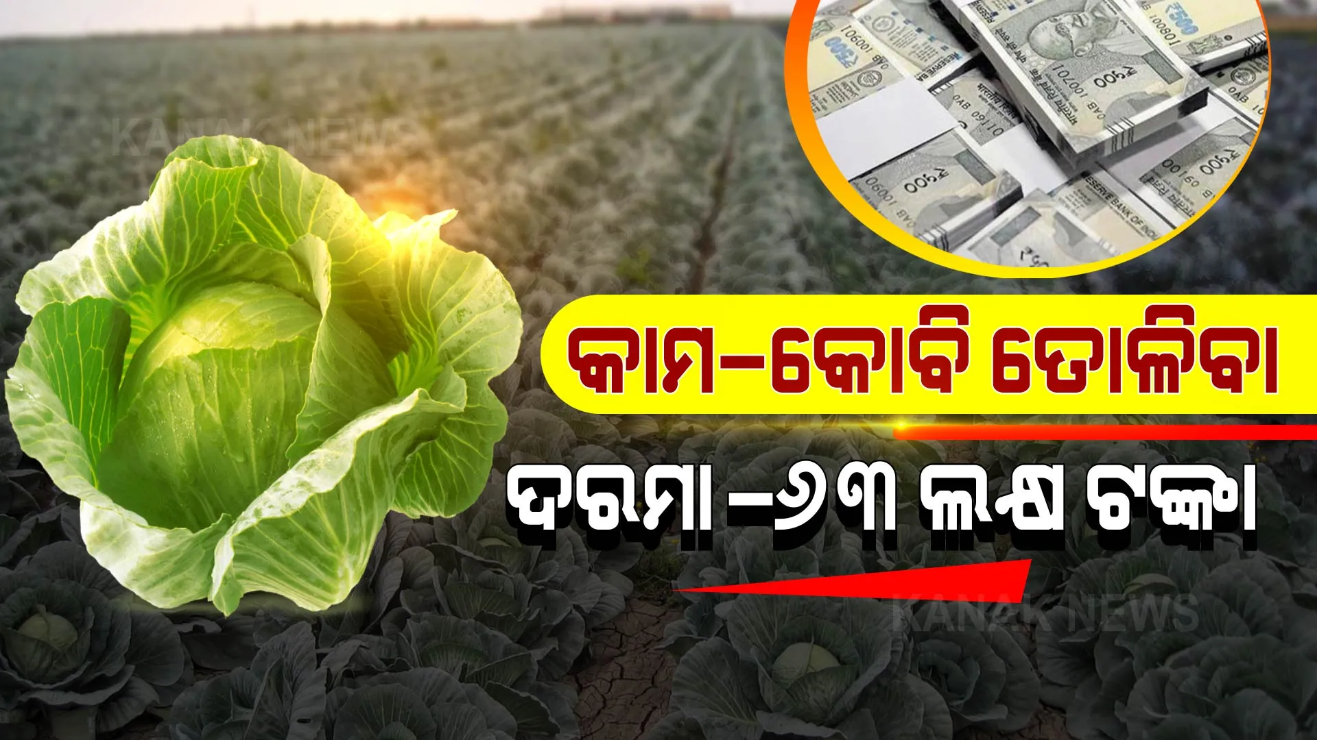 କେବଳ କ୍ଷେତରୁ କୋବି ତୋଳିବା ପାଇଁ ୬୩ ଲକ୍ଷ ଟଙ୍କା ଦରମା ଦେବ କମ୍ପାନୀ । ମାଲାମାଲ କରିଦେବ ଏମିତି ଚାକିରି ।