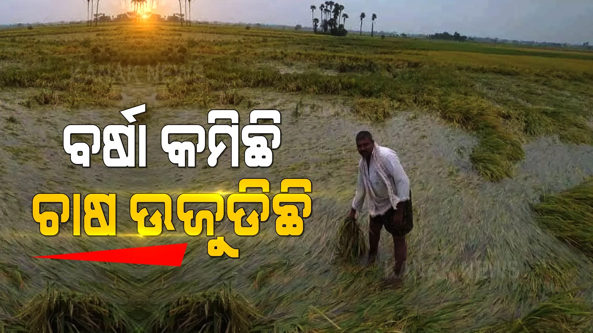 ବର୍ଷା କମିଛି, ଚାଷ ଉଜୁଡିଛି । ଏବେ ବି ପାଣି ଘେରରେ ହଜାର ହଜାର ହେକ୍ଟର ଧାନ ଫସଲ ।