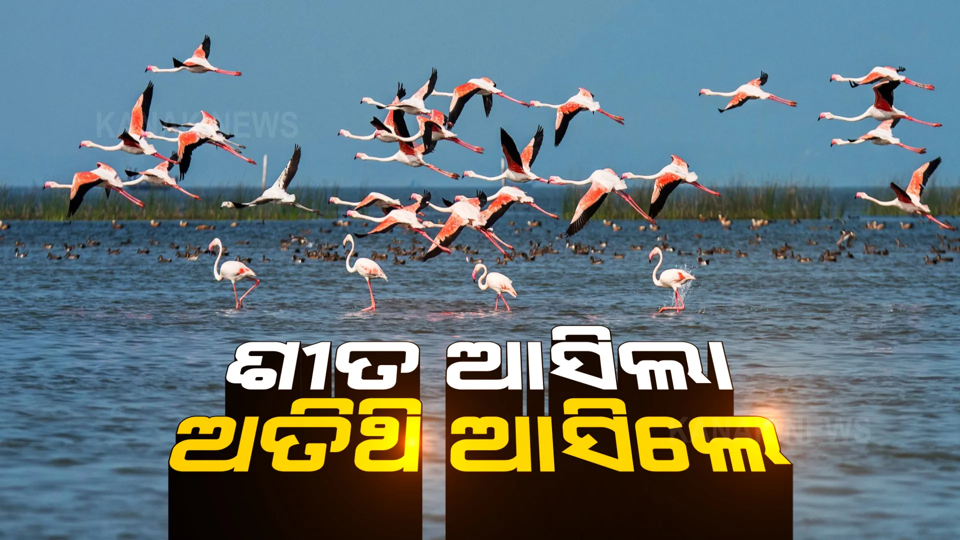 ଚିଲିକାରେ ପଡିଲାଣି ବିଦେଶୀ ପକ୍ଷୀଙ୍କ ପାଦ । ନଳବଣ ଓ ମଙ୍ଗାଳାଯୋଡିରେ ବିଦେଶାଗତ ପକ୍ଷୀଙ୍କ କୋଳାହଳ ।