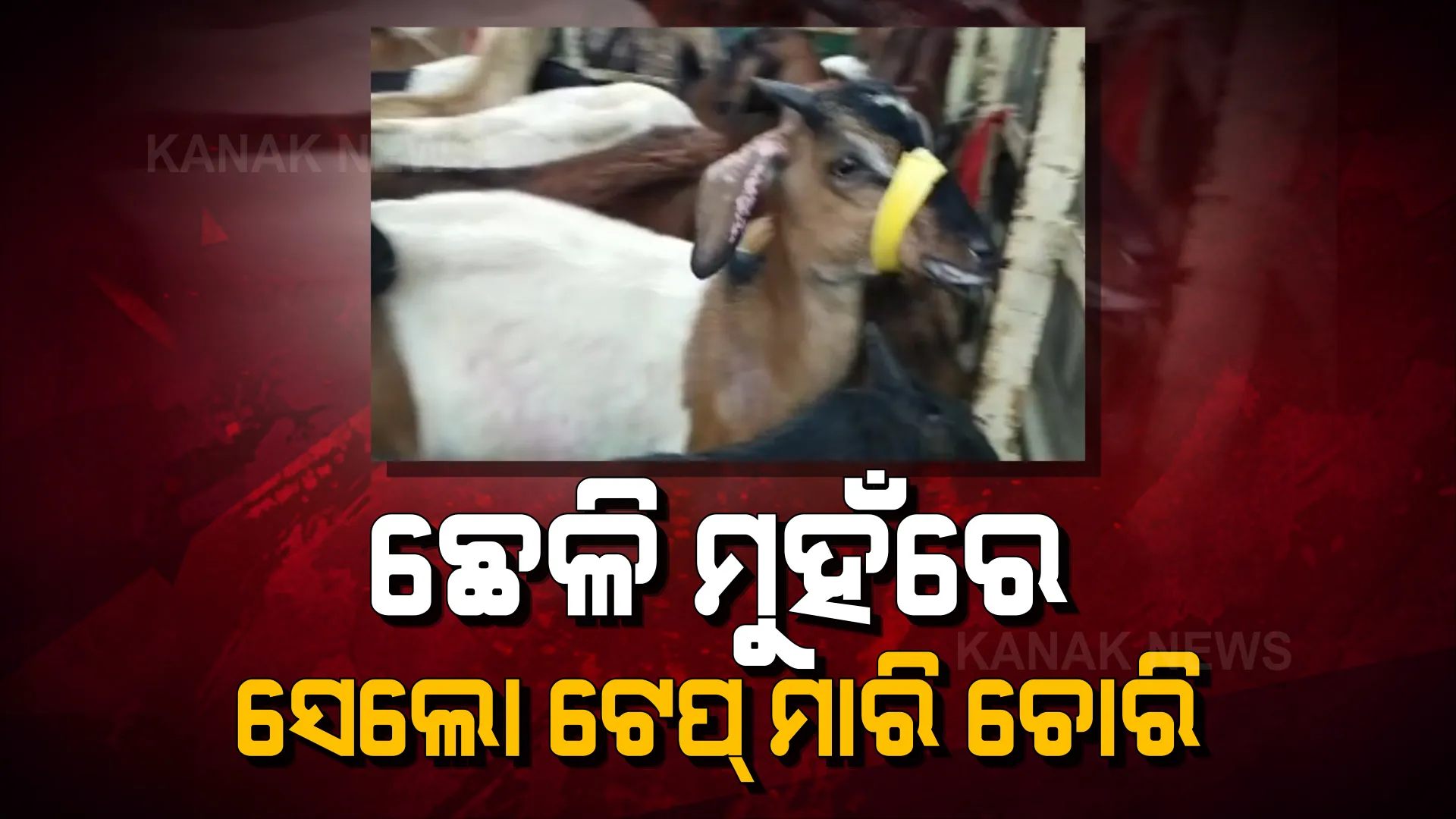 ଏମିତି ଚାଲିଥିଲା ଛେଳି ଚୋରି । ମୁହଁରେ ସେଲୋ ଟେପ୍ ମାରି କରାଯାଉଥିଲା ଚୋରାଚାଲାଣ ।