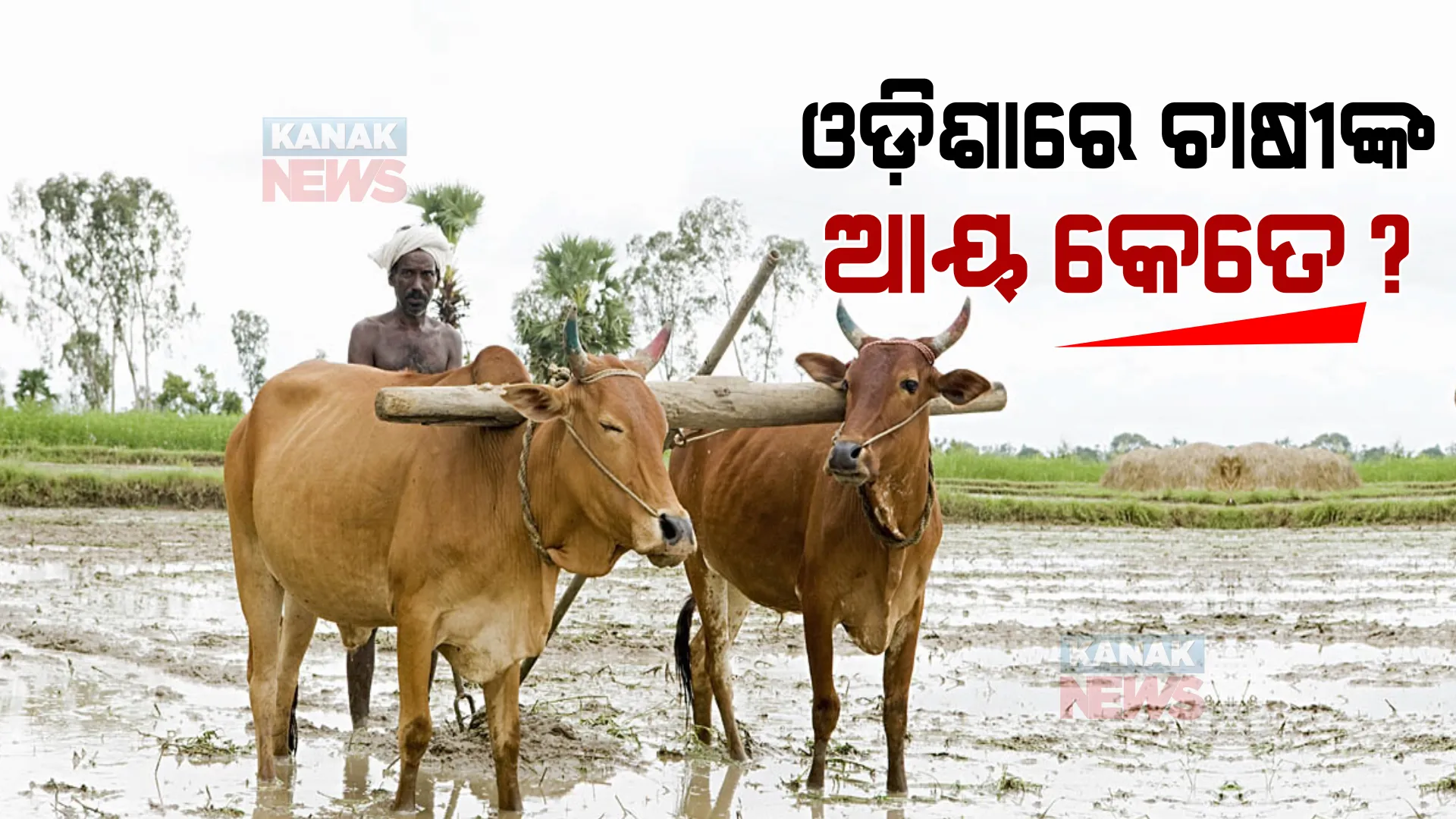 ଓଡ଼ିଶାରେ ଚାଷୀଙ୍କ ମାସିକ ଆୟ କେତେ ଟଙ୍କା ? କେନ୍ଦ୍ର ସରକାରଙ୍କ ଉତ୍ତରରୁ ଆସିଲା ଗୁରୁତ୍ୱପୂର୍ଣ୍ଣ ତଥ୍ୟ ।