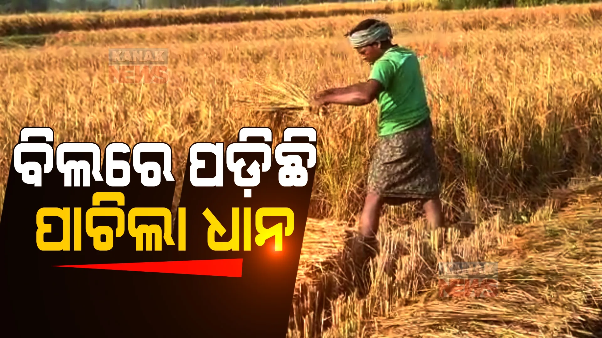 ଚାଷୀଙ୍କ ମନରେ ଛନକା ଭରିଛି ବାତ୍ୟା । ବର୍ଷାରେ ଫସଲ ନଷ୍ଟ ହେବା ଭୟରେ ଜମିରୁ ଫସଲ ସୁରକ୍ଷିତ ସ୍ଥାନକୁ ନେବାକୁ କରୁଛନ୍ତି ଉଦ୍ୟମ ।