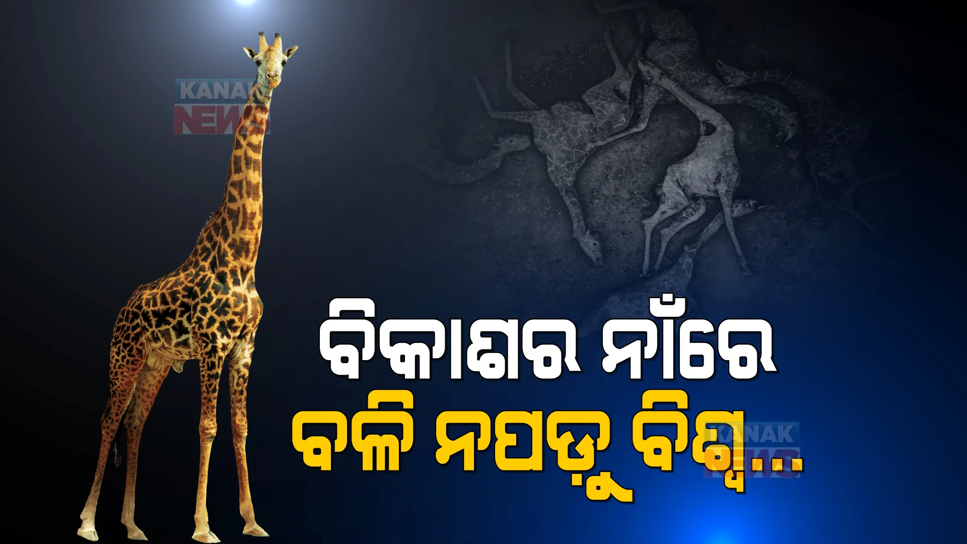 ମଣିଷର ଲୋଭ ପାଇଁ ବଳି ପଡ଼ୁଛନ୍ତି ବନ୍ୟଜନ୍ତୁ । ଜଳବାୟୁ ପରିବର୍ତ୍ତନ ଦେଲାଣି ସାଂଘାତିକ ସୂଚନା ।