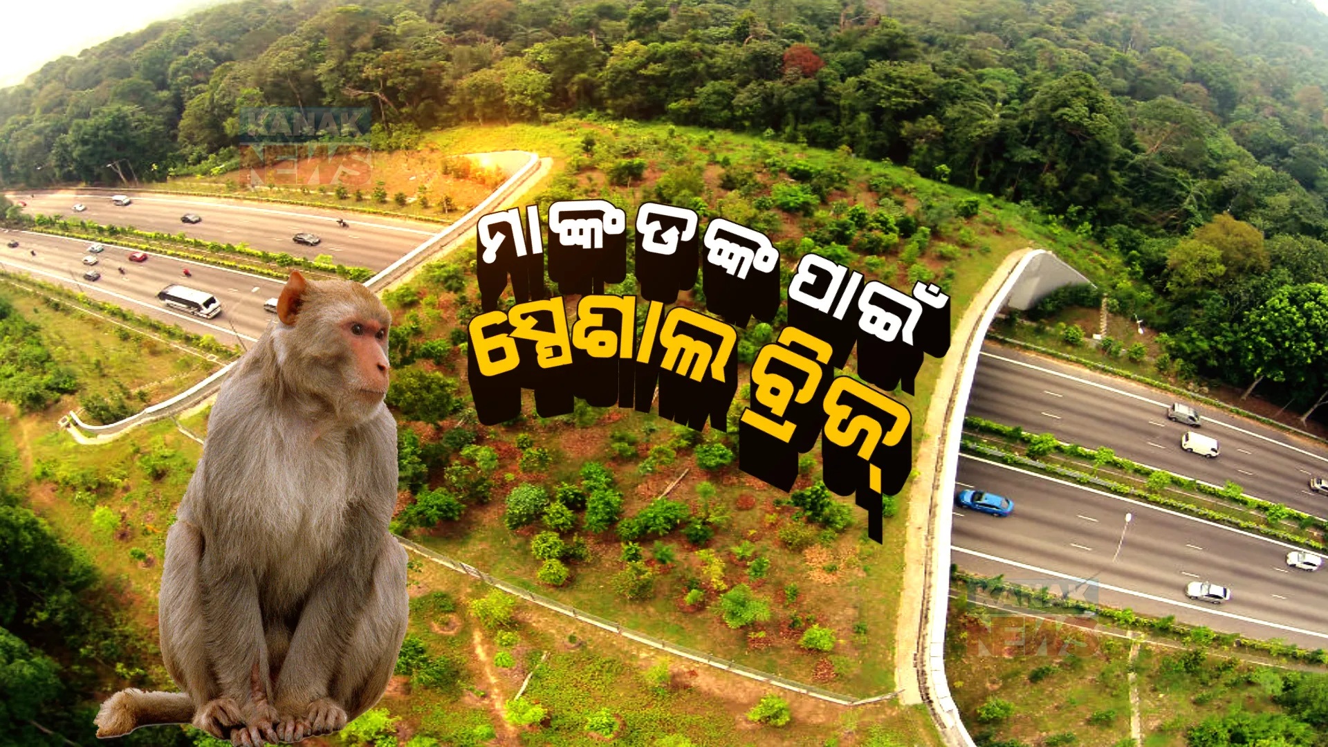 ମାଙ୍କଡଙ୍କ ପାଇଁ ତିଆରି ହେଲା ସ୍ପେଶାଲ ବ୍ରିଜ୍ । ବେଶ ଆରାମରେ କରିପାରିବେ ଚଳପ୍ରଚଳ ।
