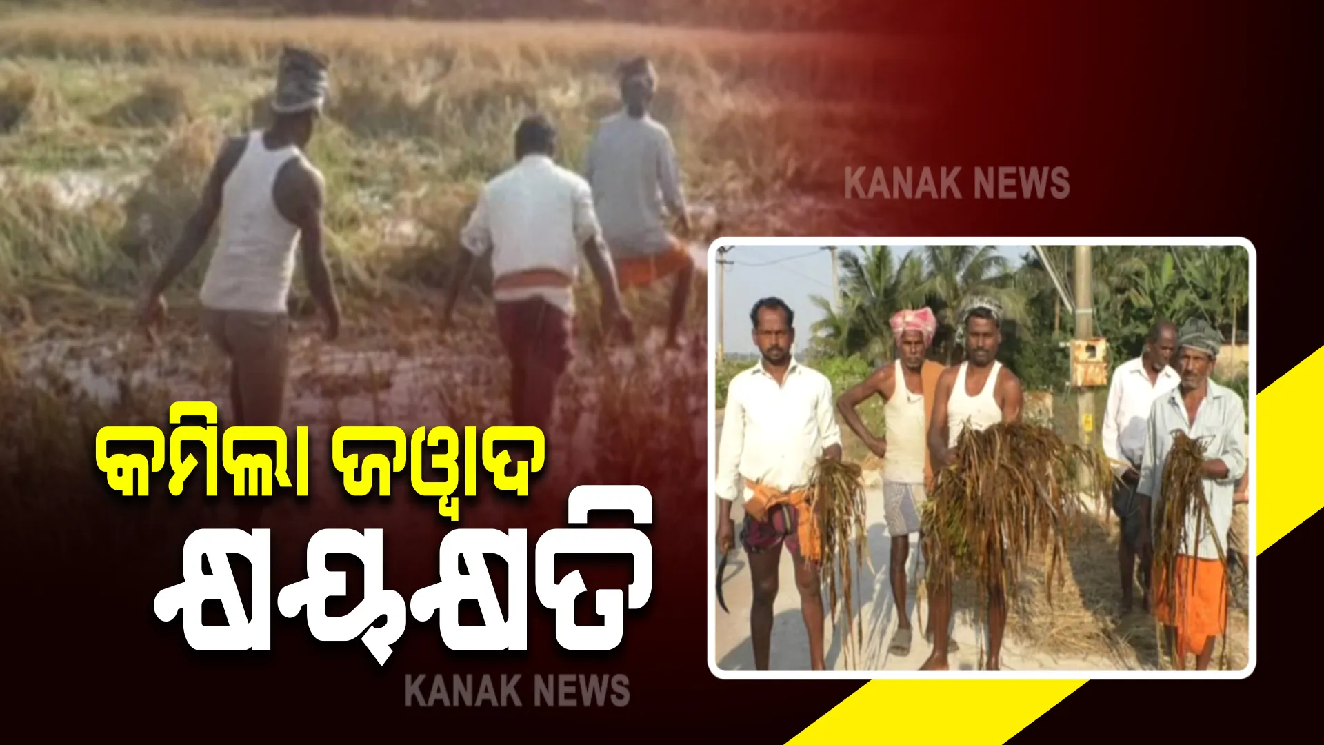 ପ୍ରାଥମିକ ଆକଳନ ତୁଳନାରେ କମିଲା ଜୱାଦ କ୍ଷୟକ୍ଷତି ରିପୋର୍ଟ । ୧୨ ଜିଲ୍ଲାର ୧୦୦ ବ୍ଲକର ୩ଲକ୍ଷ ୯୪ ହଜାର ୯୧୬ ହେକ୍ଟର ଜମିରେ ଫସଲ କ୍ଷତି ।