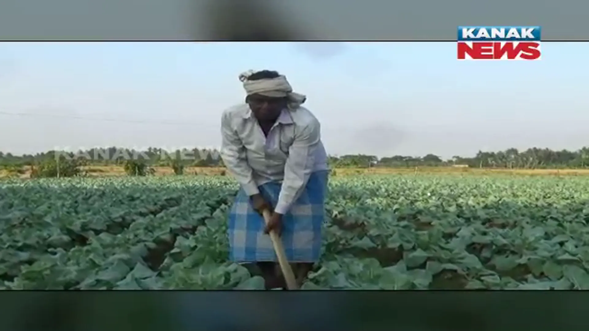 ଚାଷ କରି ଆତ୍ମନିର୍ଭର ହୋଇଛନ୍ତି ନିମାପଡ଼ାର ନିଧି ସ୍ୱାଇଁ ।  କୋବି ଚାଷୀ ଭାବେ ରହିଛି ଖ୍ୟାତି ।