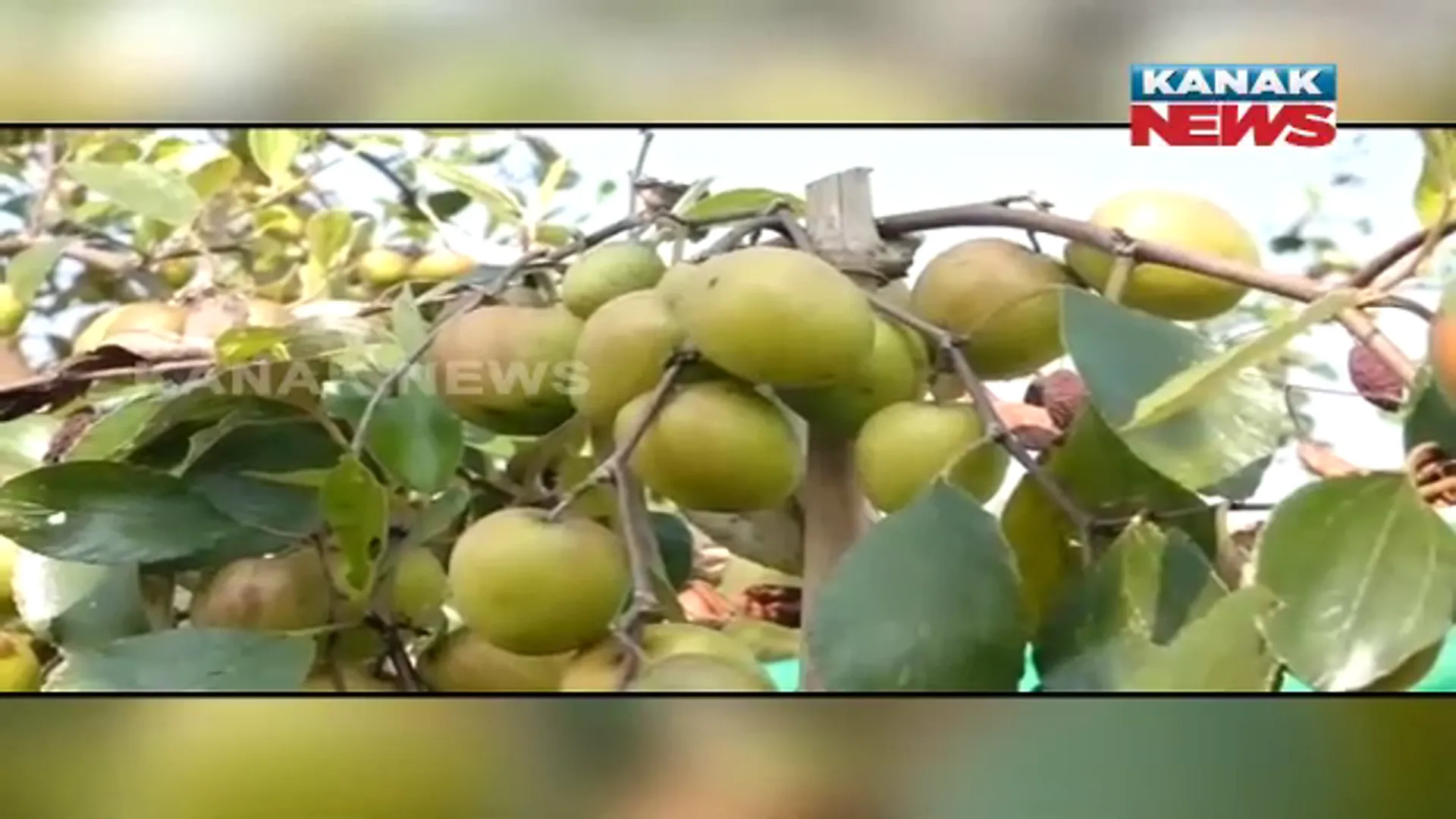 ଓଡ଼ିଶାରେ ଫଳିଛି ଥାଇଲାଣ୍ଡ କୋଳି । ଯୁବଚାଷୀ ଦିଲ୍ଲୀପଙ୍କ ନିଆରା ପ୍ରୟାସ ।