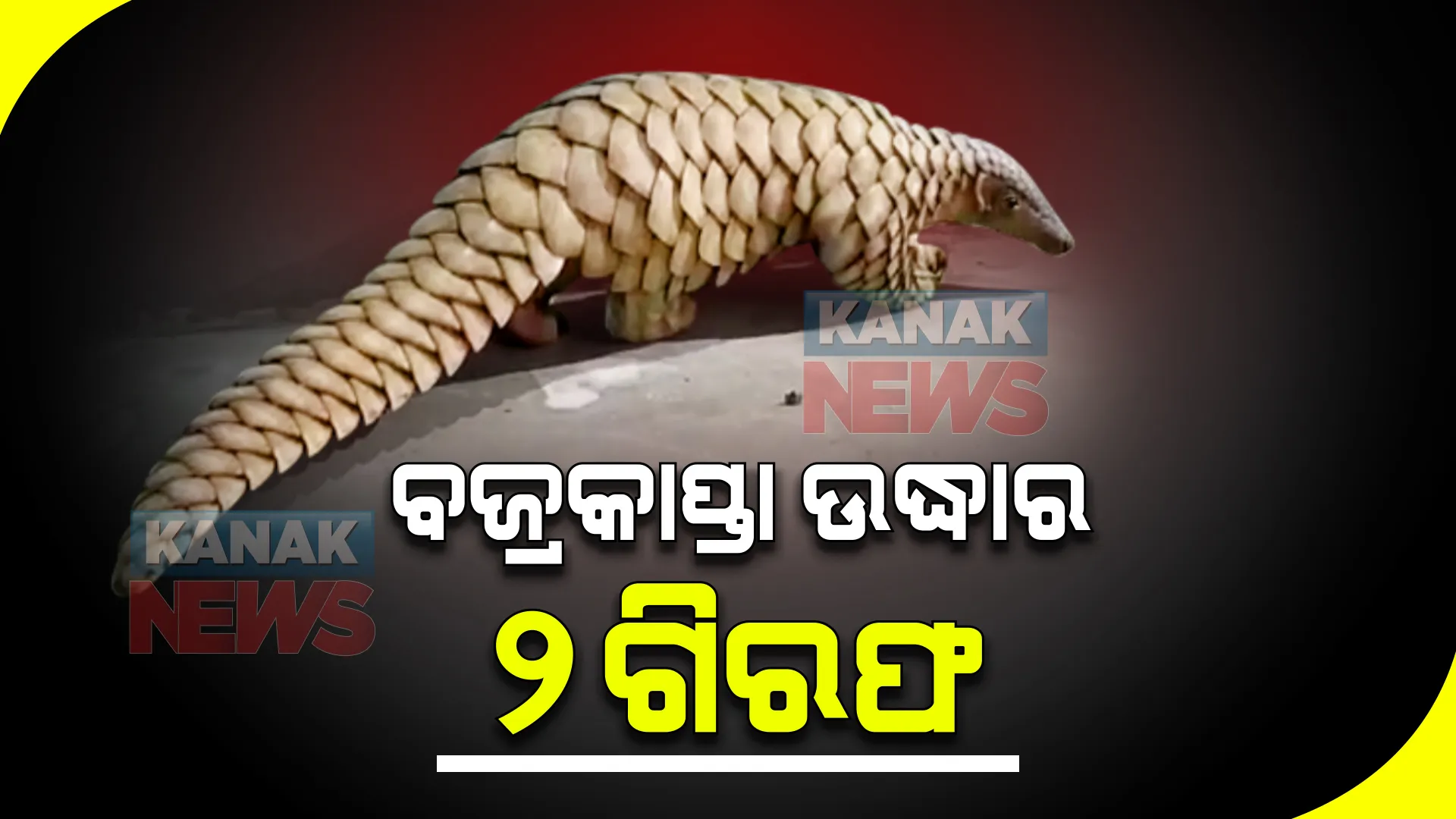 କୋରାପୁଟରୁ ଗୋଟିଏ ଜୀବନ୍ତ ବଜ୍ରକାପ୍ତା ଉଦ୍ଧାର । ୨ ବଜ୍ରକାପ୍ତା ଚୋରା ଚାଲାଣକାରୀଙ୍କୁ ଗିରଫ କଲା ଏସଟିଏଫ୍