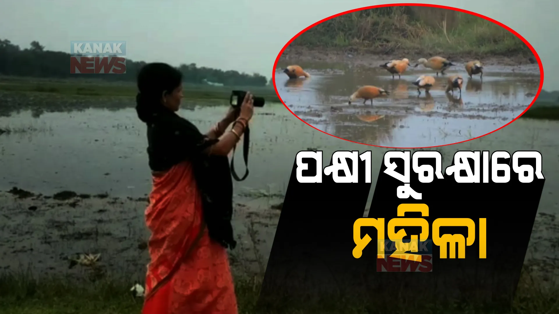 ଅରାଚଣ୍ଡୀ ପାଟରେ ବିଦେଶାଗତ ପକ୍ଷୀଙ୍କ ଭିଡ଼ । ପକ୍ଷୀଙ୍କ ସୁରକ୍ଷା ପାଇଁ ପାଳି କରି ଶିକାରୀଙ୍କ ଉପରେ ନଜର ରଖିଛନ୍ତି  ସ୍ଥାନୀୟ ମହିଳା ।