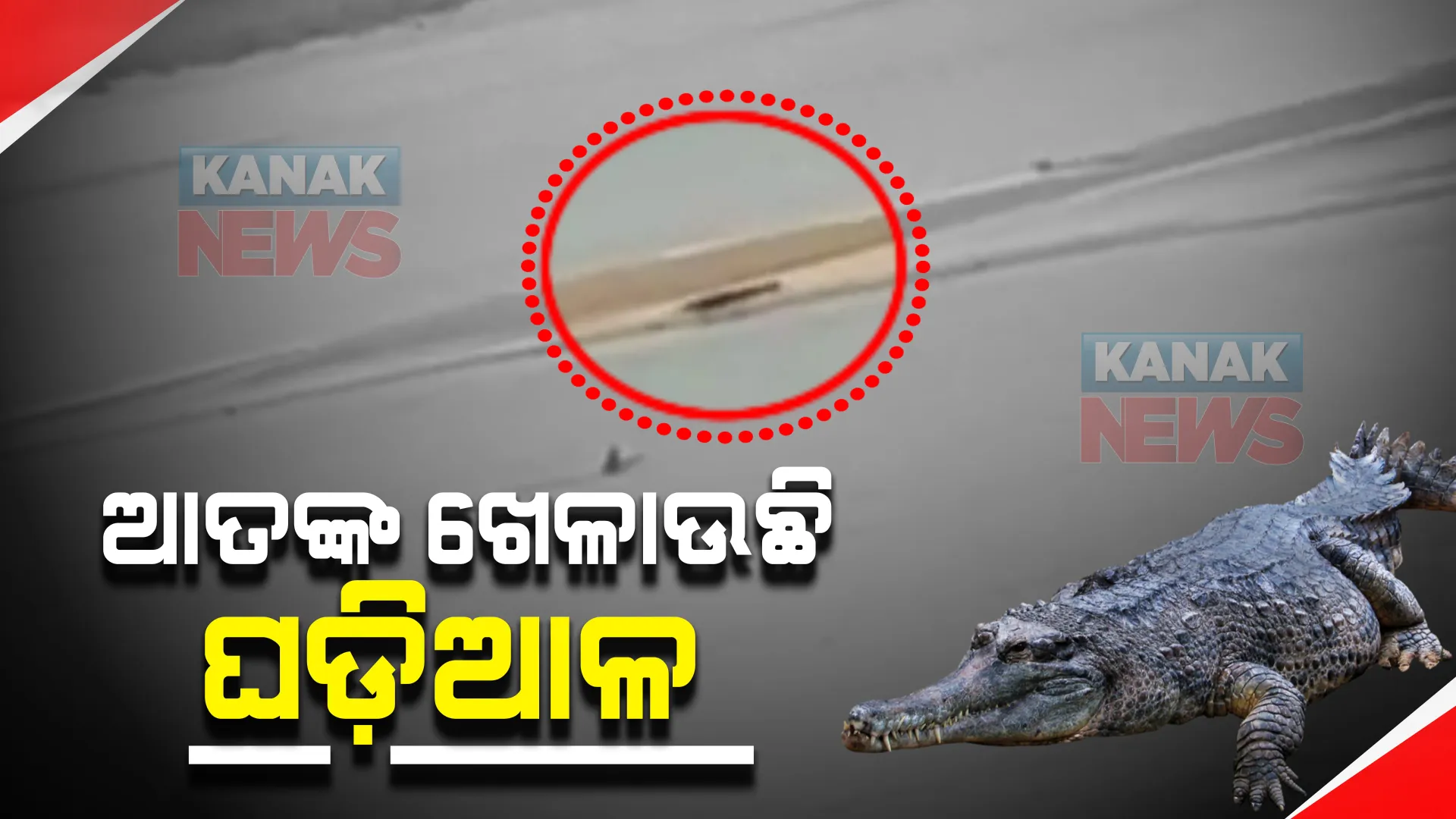 ନାକେଦମ୍ କଲାଣି ଘଡ଼ିଆଳ କୁମ୍ଭୀର : କାବୁ କରିବାକୁ ନନ୍ଦନକାନନ ଟିମ୍ ଓ ଖୁଂଟୁଣି ରେଂଜ ପକ୍ଷରୁ ସ୍ୱତନ୍ତ୍ର ଅପରେସନ