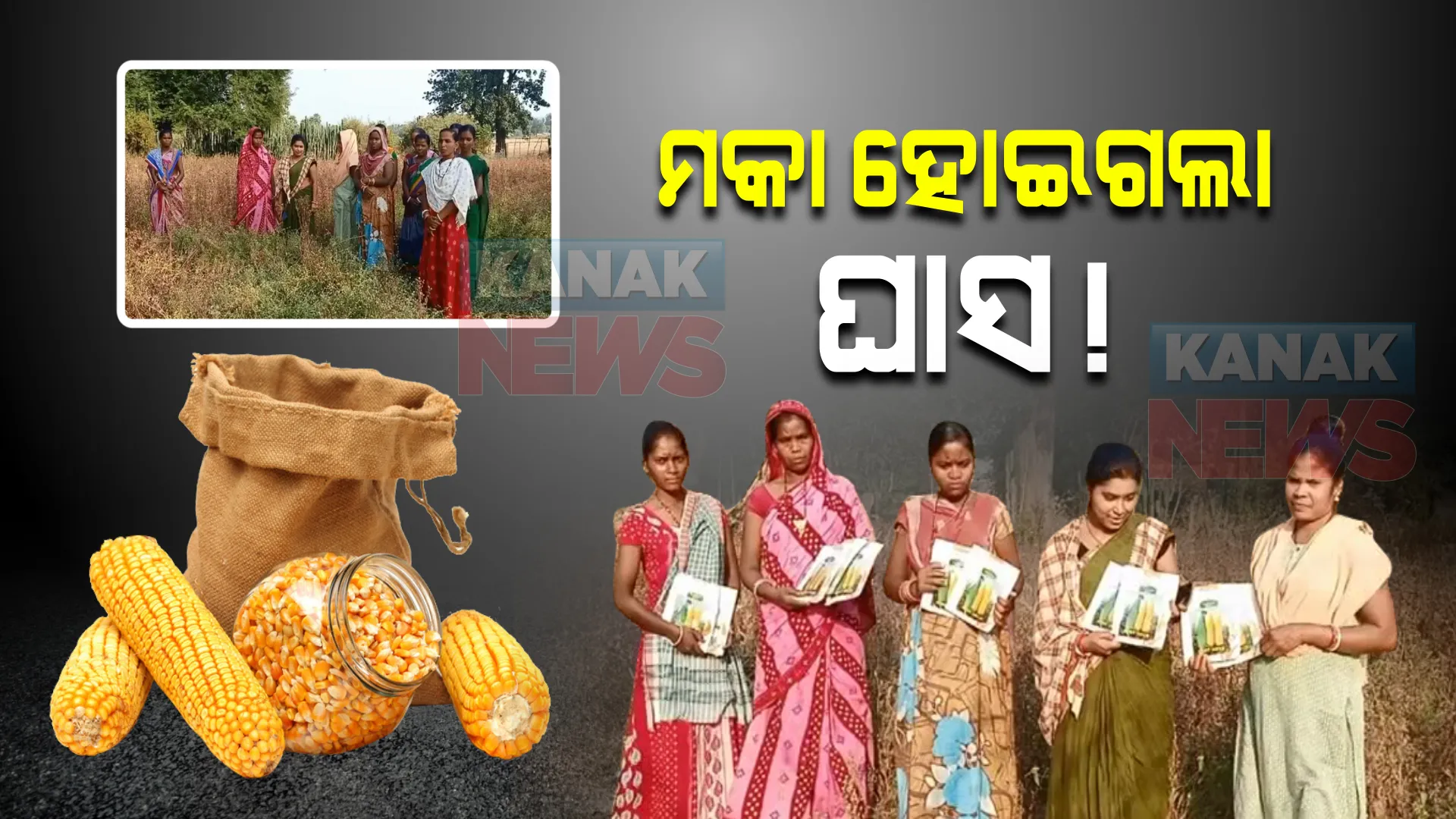 ମକା ମଞ୍ଜି ପଡିଥିଲା, ଘାସ ଗଛ ଉଠିଲା । ମିଠା ମକା ମଞ୍ଜି ନାଁରେ ବଡ ଧରଣର ଠକେଇ ଅଭିଯୋଗ  ଆଣିଲେ ସ୍ୱୟଂ ସହାୟକ ଗୋଷ୍ଠୀ ।