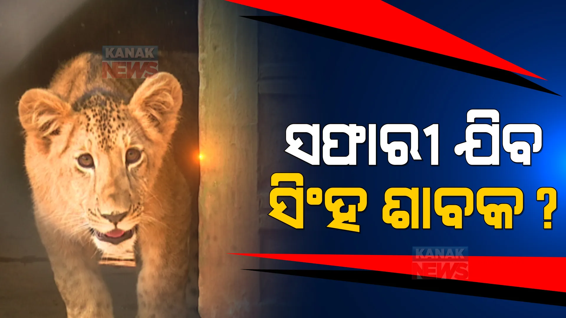 ପ୍ରଶାନ୍ତଙ୍କ ପ୍ରେମରେ ସିଂହ ଶାବକ । ଦଣ୍ଡେ ନଦେଖିଲେ ବ୍ୟସ୍ତ ବିବ୍ରତ ହୋଇପଡୁଛି ବର୍ଷା ।