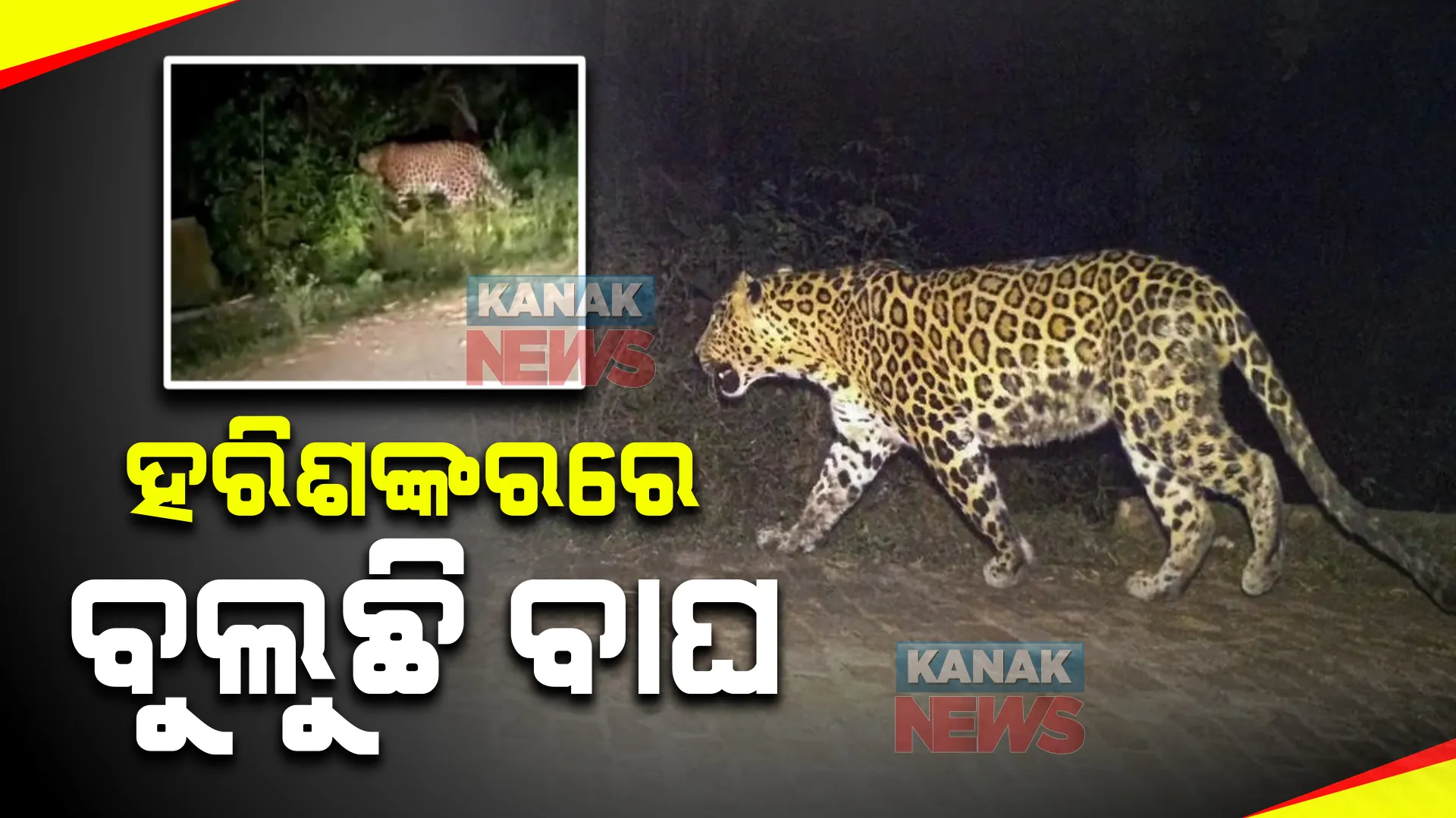 ହରିଶଙ୍କର ପୀଠରେ ବୁଲୁଛି କଲରାପତରିଆ ବାଘ : କ୍ୟାମେରାରେ କଏଦ ହେଲା ଦୃଶ୍ୟ; ଜନବସତି ଅଂଚଳକୁ ଆସୁଥିବାରୁ ଲୋକଙ୍କ ଭିତରେ ଭୟ