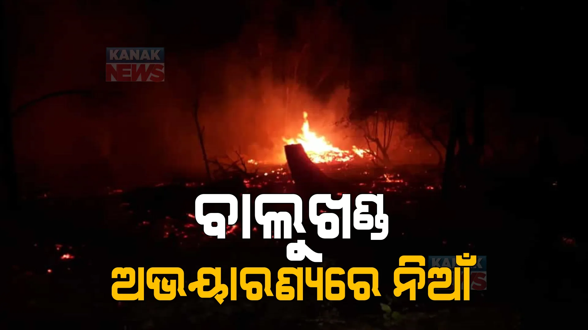 ପୁରୀର ବାଲୁଖଣ୍ଡ ଅଭୟାରଣ୍ୟରେ ନିଆଁ । ନିଆଁକୁ ଆୟତ କରିବାକୁ ଅଗ୍ନିଶମ ବିଭାଗର ଉଦ୍ୟମ ଜାରି ।
