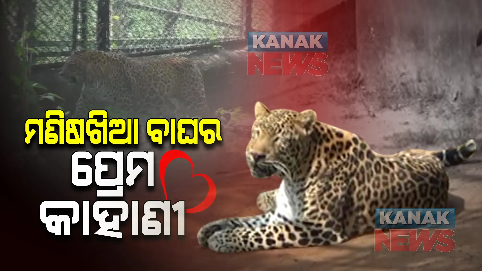 ବାଘର ପ୍ରେମ କାହାଣୀକୁ ନେଇ ବଢୁଛି ଚର୍ଚ୍ଚା : ନୂଆପଡ଼ାର ମଣିଷଖିଆ କଲରାପତରିଆ ପ୍ରେମରେ ଦୁଇ ବାଘୁଣୀ ମଞ୍ଜୁ ଓ ଅନିତା