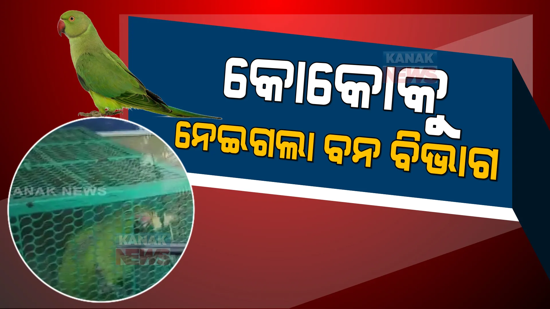 ଫେରିଲା କୋକୋ, ହେଲେ ନେଇଗଲା ବନ ବିଭାଗ । ଅନିଚ୍ଛା ସତ୍ୱେ ଶୁଆକୁ ହସ୍ତାନ୍ତର କଲେ ପ୍ରଫେସର ସସ୍ମିତା ବେହେରା ।