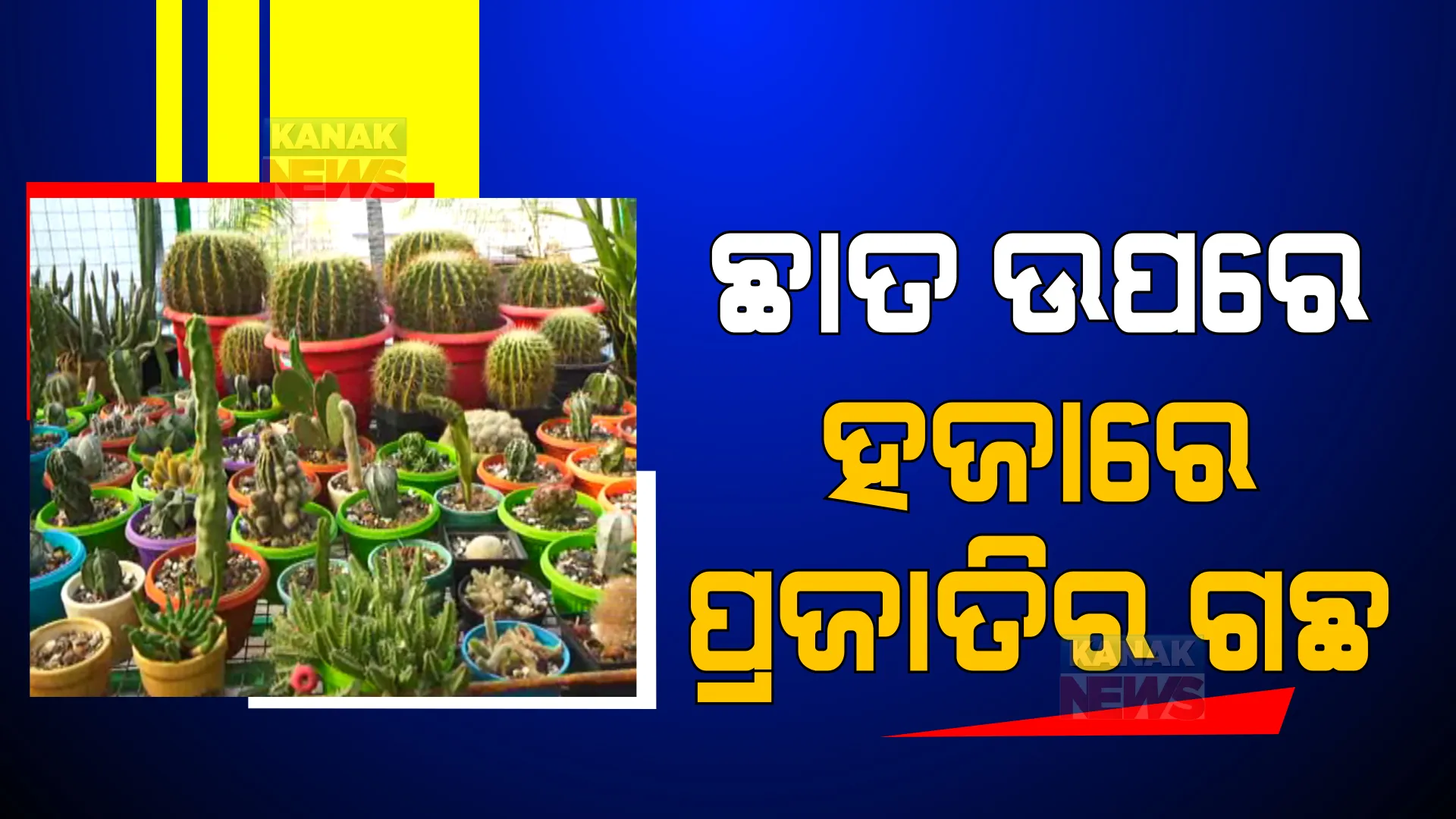 ଡାକ୍ତରଖାନା ଛାତ ଉପରେ ବଗିଚା । ବଂଶାଇ ପ୍ରକ୍ରିୟାରେ ହଜାରେ ପ୍ରଜାତିର ଗଛ ଲଗାଇଛନ୍ତି ଡାକ୍ତର ।