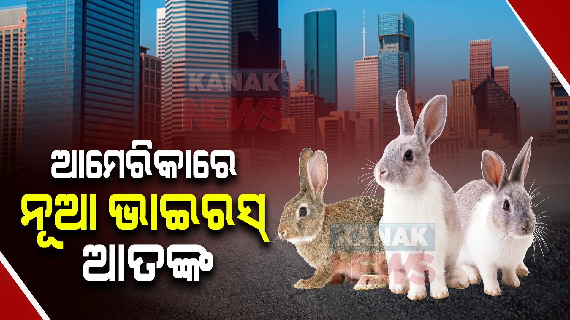 ଆମେରିକାରେ ନୂଆ ଭାଇରସ୍ ଆତଙ୍କ । ସଂକ୍ରମିତ ହେଉଛନ୍ତି ଜଙ୍ଗଲୀ ପ୍ରାଣି