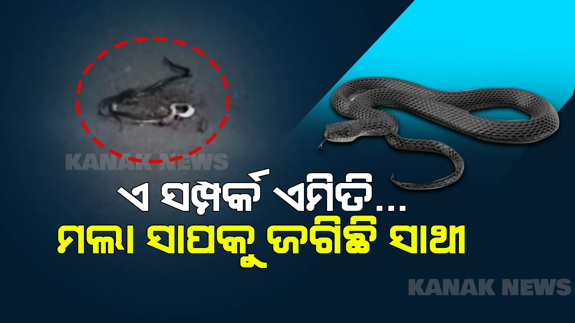 ସାପ ଉପରେ ଚଢିଗଲା ଗାଡି । ମଲା ସାପକୁ ଜଗି ରହିଲା ସାଥୀ ସାପ । ସ୍ୱାର୍ଥପର ସମାଜକୁ ସାପ ଶିଖେଇଲା ସମ୍ପର୍କ କଣ ?