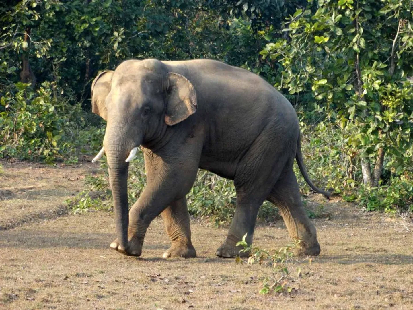 ହାତୀ ଭାଙ୍ଗିଦେଲା ଘର : ବଣାଇ ରେଞ୍ଜର ୩ଟି ଗାଁର ୬ ଜଣଙ୍କ ଘର ଉଜାଡିଦେଲା ଦନ୍ତା
