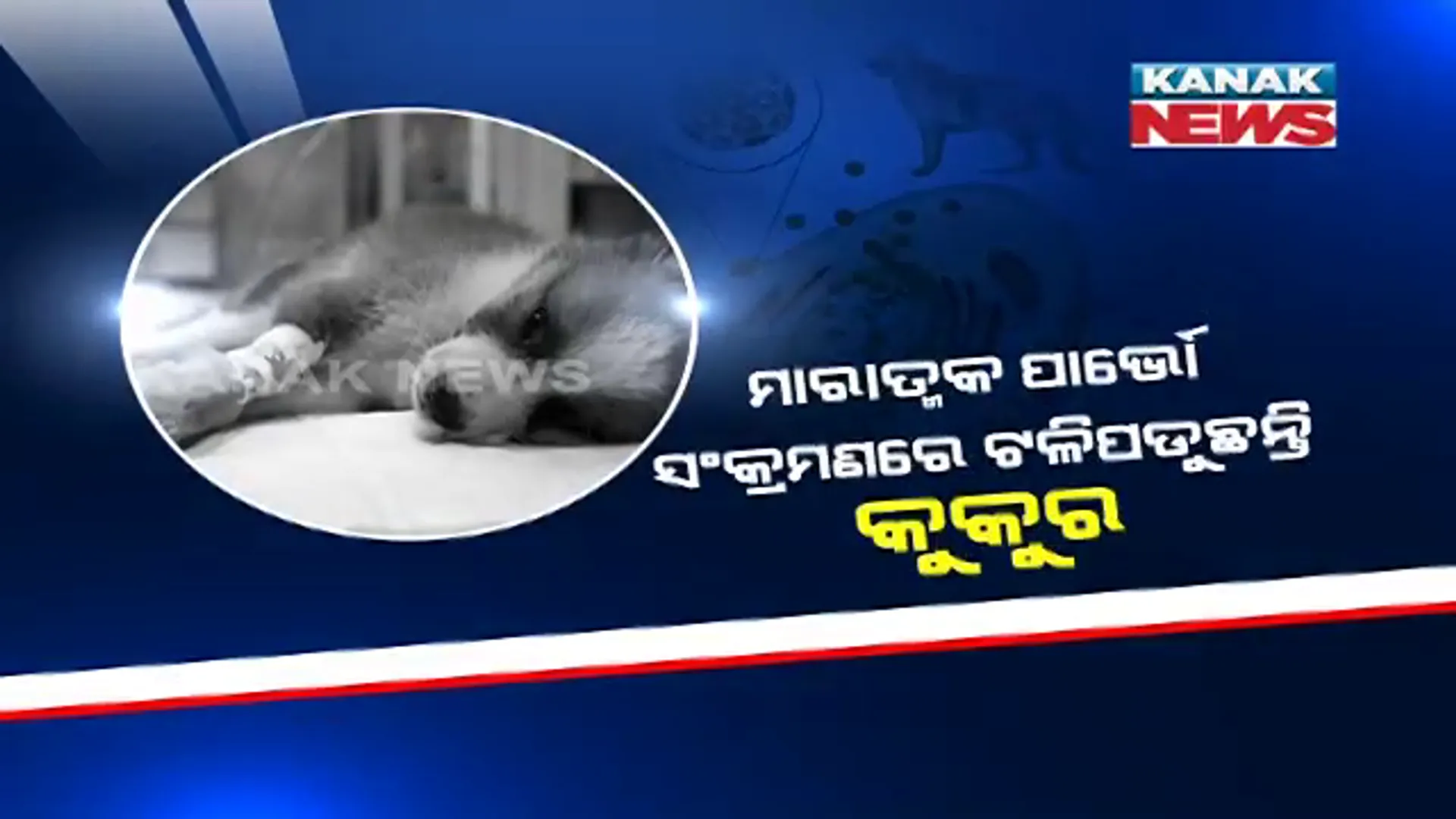 କୁକୁରଙ୍କୁ ଘାରିଛି ଭୂତାଣୁ ଭୟ । ମାରାତ୍ମକ ପାର୍ଭୋ ସଂକ୍ରମଣ ନେଇଯାଉଛି କୁକୁରଙ୍କ ଜୀବନ ।