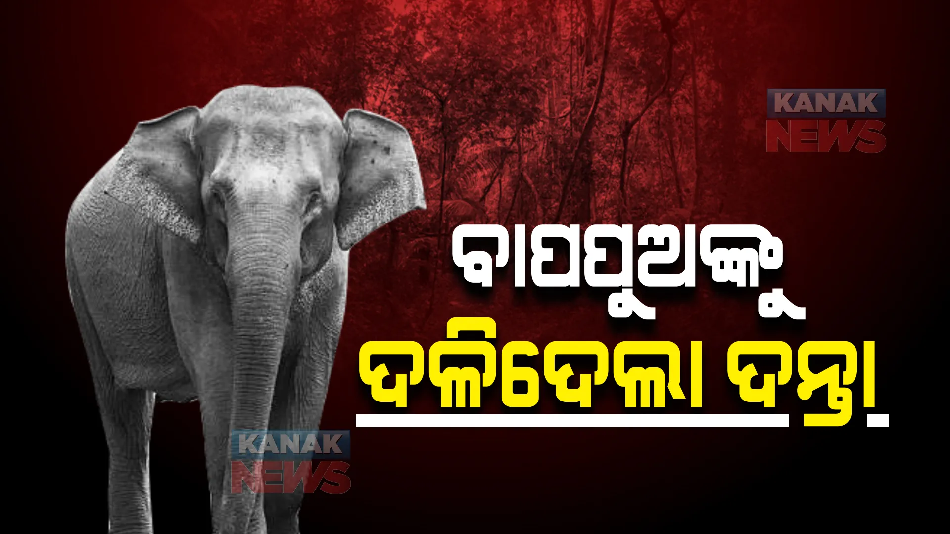 ଶୋଇଥିବାବେଳେ ବାପପୁଅଙ୍କୁ ଦଳିଦେଲା ଦନ୍ତାହାତୀ । ଘଟଣାସ୍ଥଳରେ ୪ବର୍ଷର ଶିଶୁପୁତ୍ରର ମୃତ୍ୟୁ