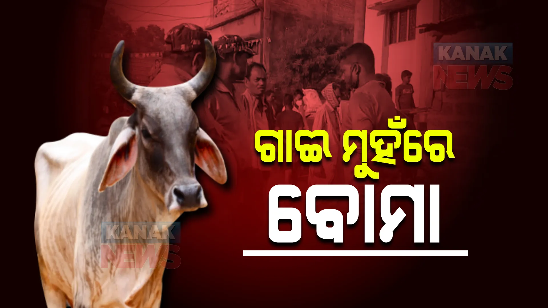 ବାରହା ଶିକାର କରିବାକୁ ବୋମା ରଖିଥିଲା ମଣିଷ । ବୋମା ଖାଇଦେବାରୁ ଗାଈ ପାଟିରେ ହେଲା ଭୟଙ୍କର ବିସ୍ଫୋରଣ ।