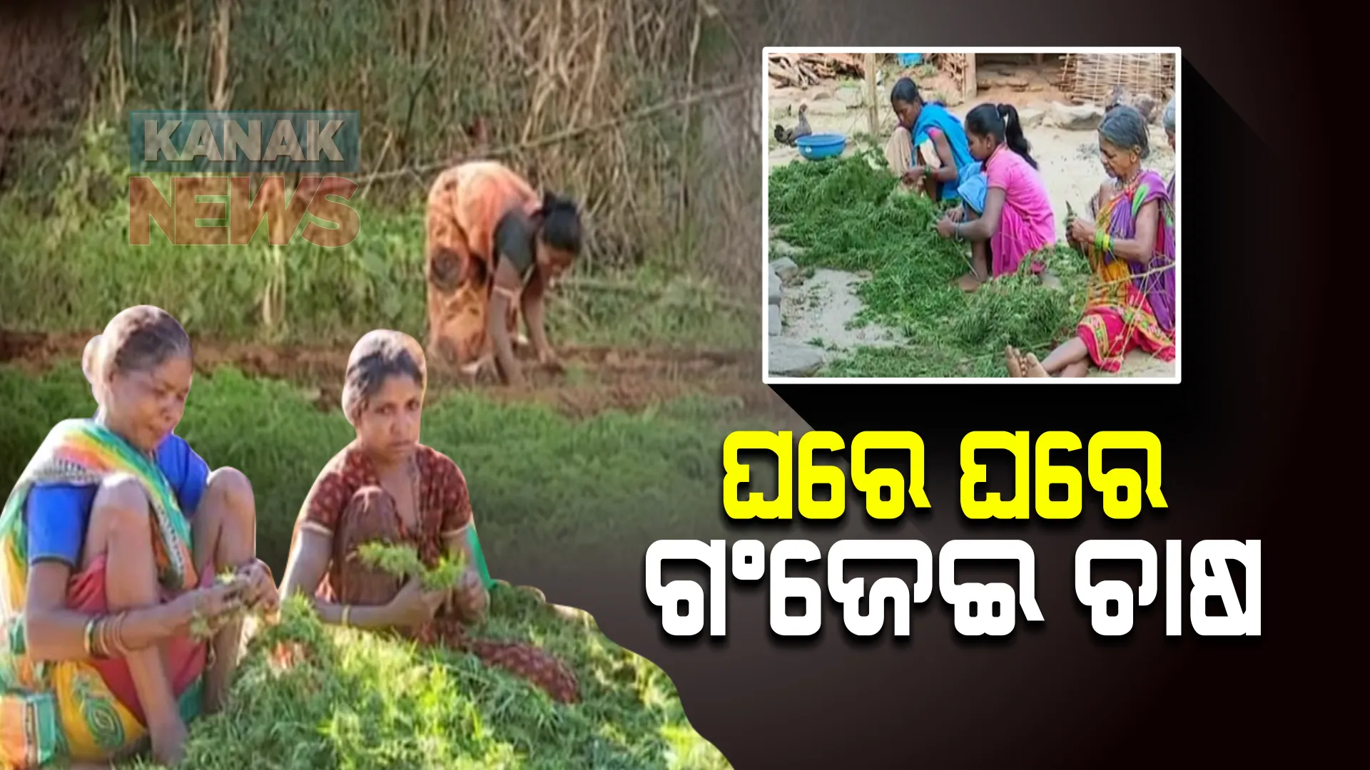 ଘରେ ଘରେ ଚାଲିଛି ଗଂଜେଇ ଚାଷ : ସ୍ୱାଭିମାନ ଅଂଚଳରେ ଗଂଜେଇ ଅମଳରେ ଲାଗିଛନ୍ତି ଚାଷୀ