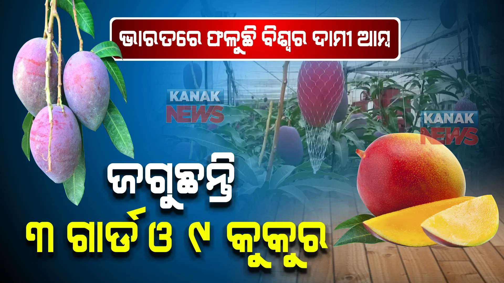 ଭାରତରେ ଫଳୁଛି ବିଶ୍ୱର ଦାମୀ ଆମ୍ବ । କିଲୋପିଛା ୨ ଲକ୍ଷ ଟଙ୍କାରୁ ଅଧିକରେ ହୁଏ ବିକ୍ରିି, ଜାଣନ୍ତୁ କେଉଁଠି ଫଳୁଛି ଏହି ଆମ୍ବ ।