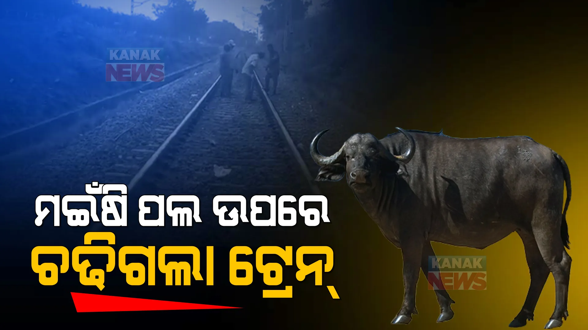 ମଇଁଷି ପଲ ଉପରେ ମାଡିଗଲା ଟ୍ରେନ୍ । ଖଣ୍ଡ ଖଣ୍ଡ ହୋଇଗଲା ଶରୀର, ୩୦ରୁ ଅଧିକ ମଇଁଷି ମୃତ ।