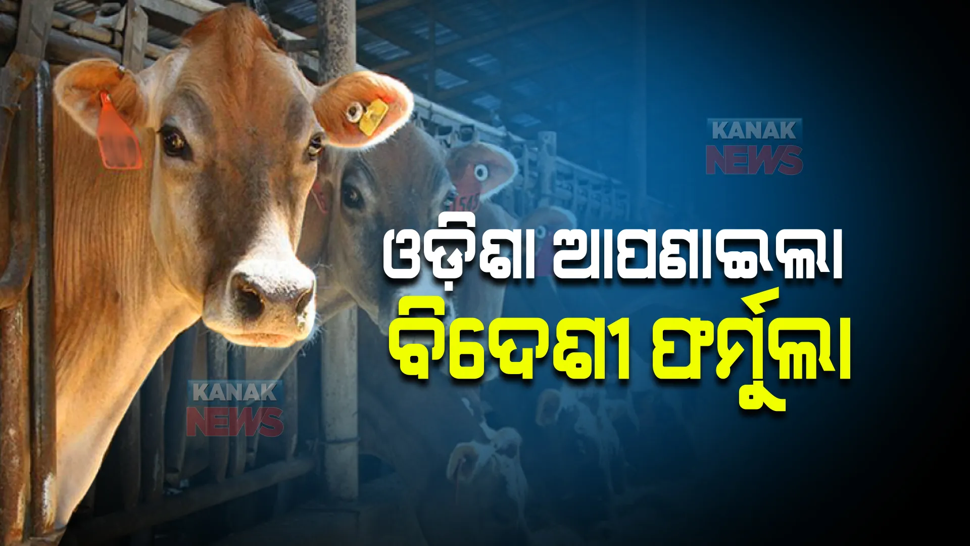 ଗୋ-ପାଳନ କ୍ଷେତ୍ରରେ ବିଦେଶୀ ଫର୍ମୁଲା ଆପଣାଇଲା ଓଡିଶା । ରାଜ୍ୟରେ ବୃଦ୍ଧି ପାଇବ ମାଈ ବାଛୁରୀ ।