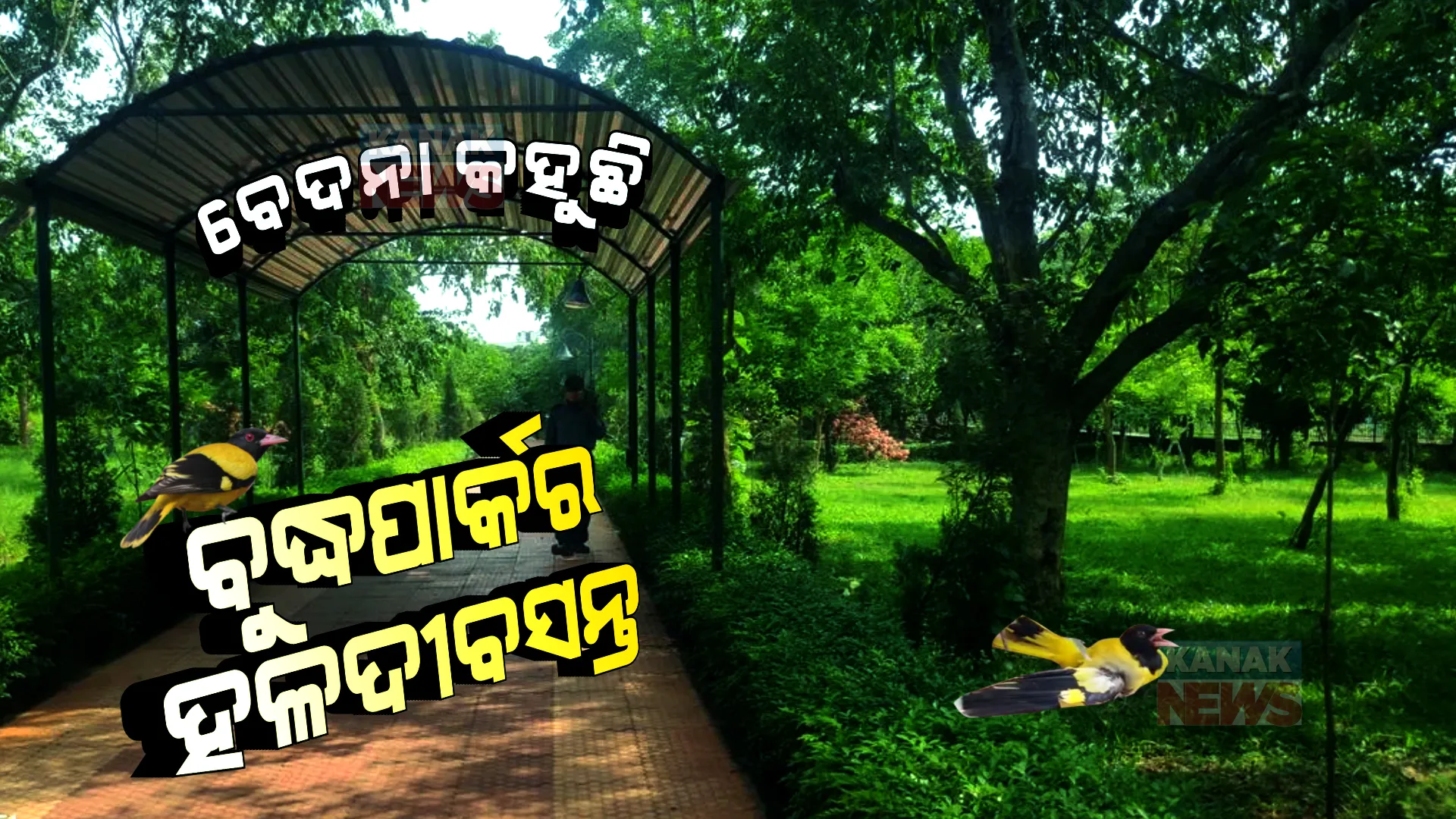 ଛିଡିଯାଇଥିଲା ଡେଣା, ଡାକି ପାରୁନଥିଲା ଚଢେଇ... ଆହତ ପକ୍ଷୀକୁ ମଲମ ମାରିଲେ, ସୁସ୍ଥ କରାଇଲେ ପକ୍ଷୀପ୍ରେମୀ । ନୂଆ ଜୀବନ ପାଇଲା ହଳଦୀବସନ୍ତ