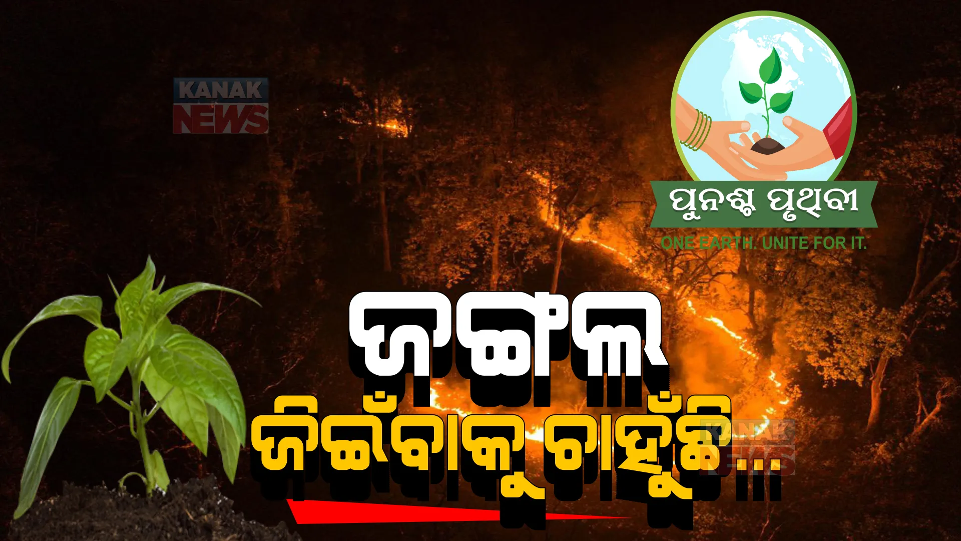 ଜଙ୍ଗଲ ଛାତିରେ ଭୟଙ୍କର ଅଗ୍ନିକାଣ୍ଡ । ହୁତୁହୁତୁ ନିଆଁର ଆଁ ଭିତରୁ ବଞ୍ଚିବା ପାଇଁ ଆର୍ତ୍ତ ଚିତ୍କାର କରୁଛି ବଣ । କିଏ ରକ୍ଷା କରିବ ଜଙ୍ଗଲର ପ୍ରାଣ...???