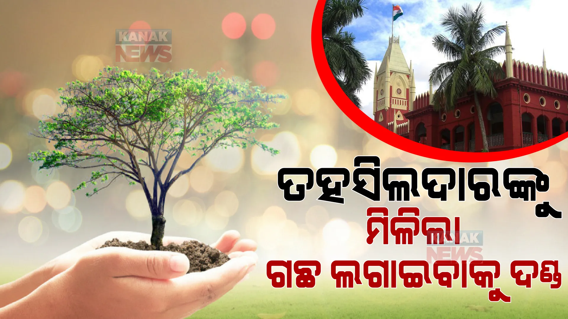 କାକଟପୁର ତହସିଲଦାରଙ୍କୁ ହାଇକୋର୍ଟଙ୍କ ଅଜବ ଦଣ୍ଡ, ୫୦ ଗଛ ଲଗାଇବାକୁ ହାଇକୋର୍ଟଙ୍କ ନିର୍ଦ୍ଦେଶ
